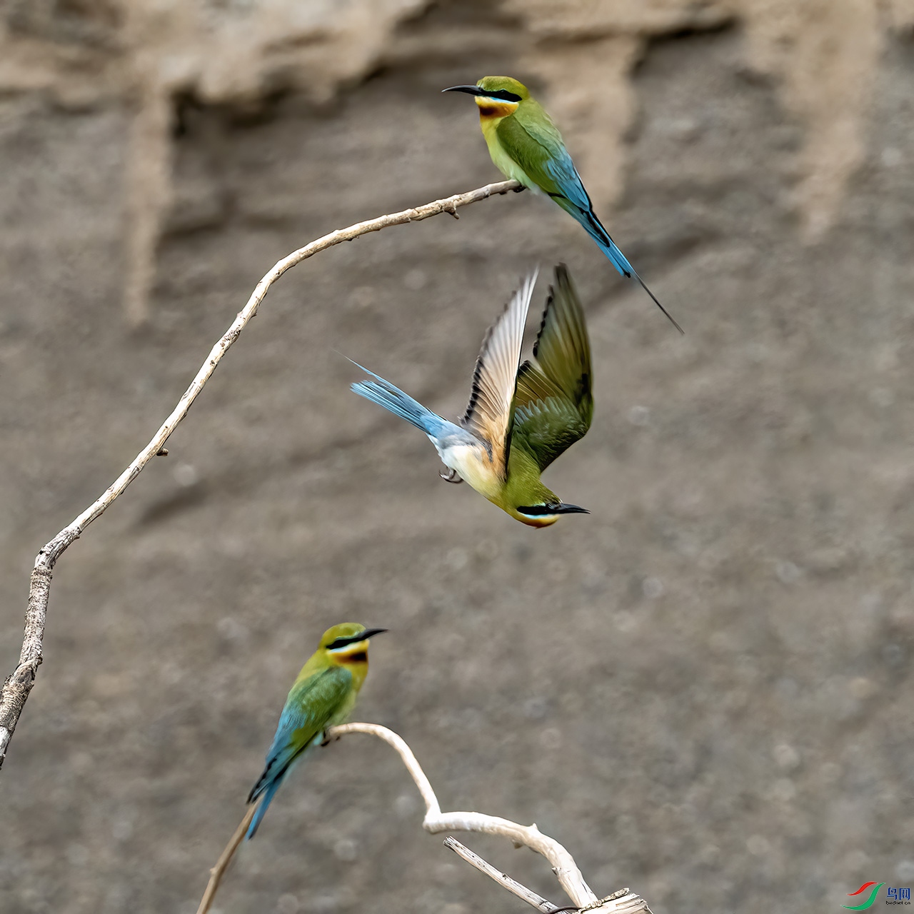 P6102601-�����廢.jpg