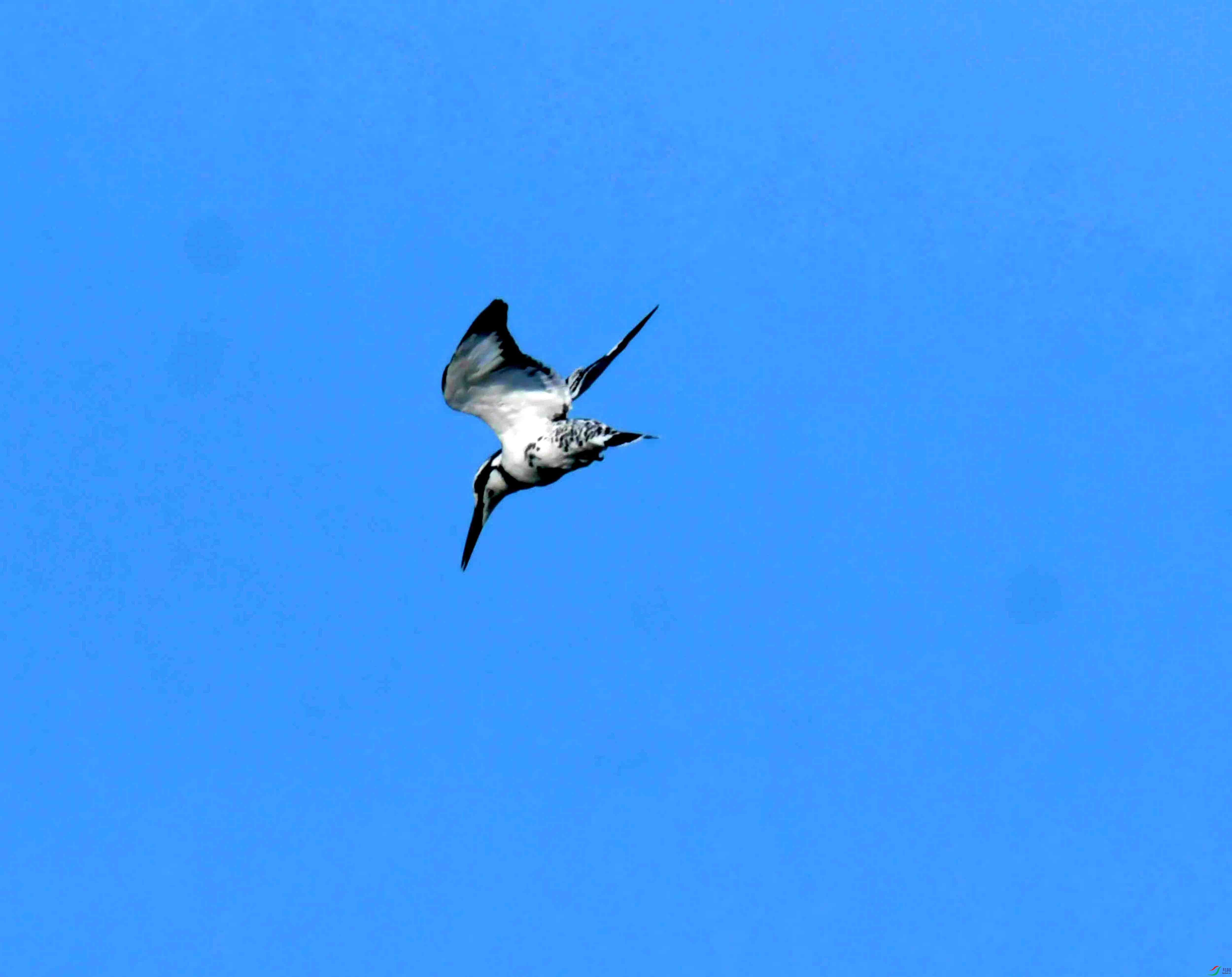 DSC_2345.JPG