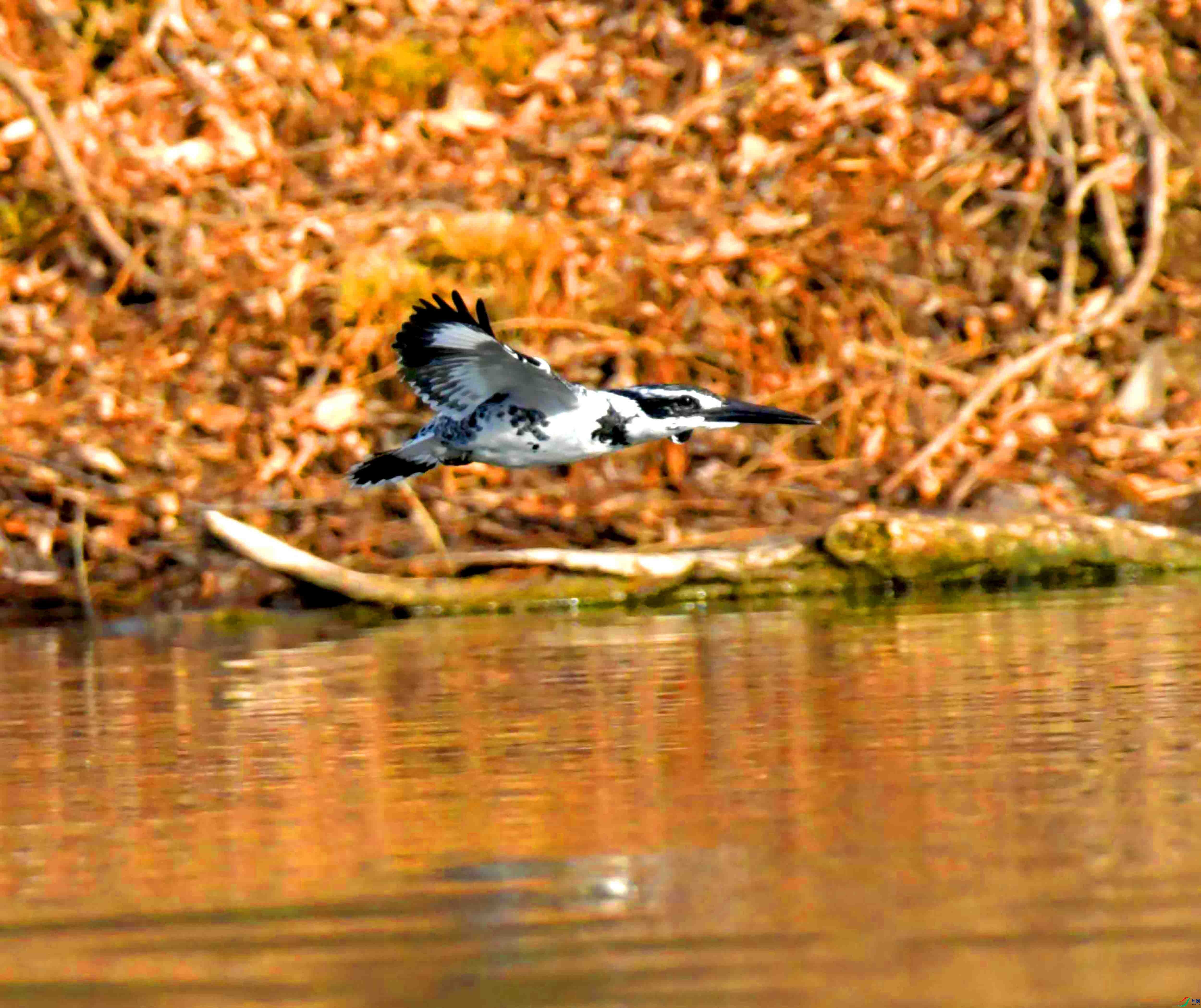 DSC_3852.JPG