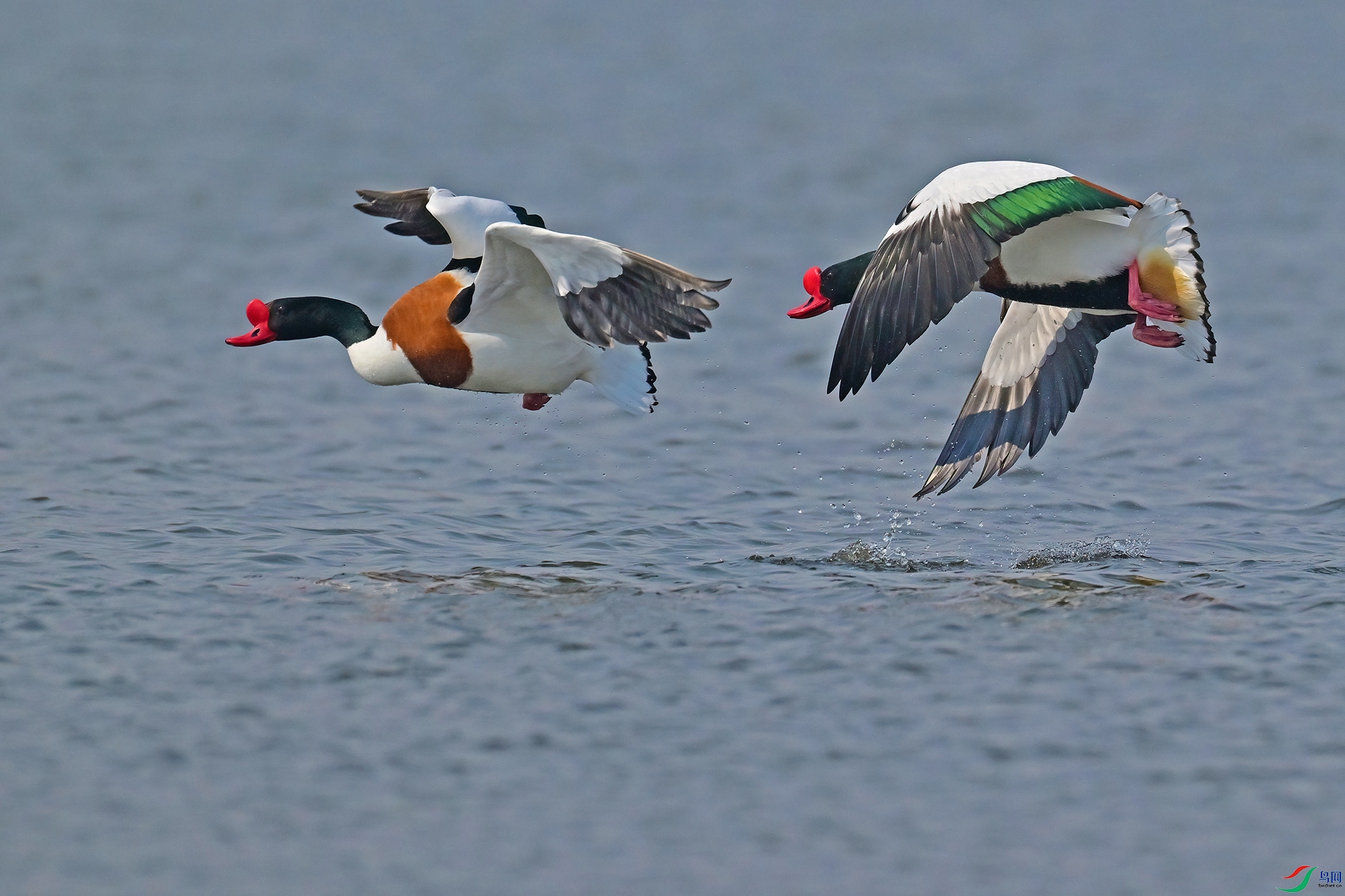 DSC_2762-N.jpg