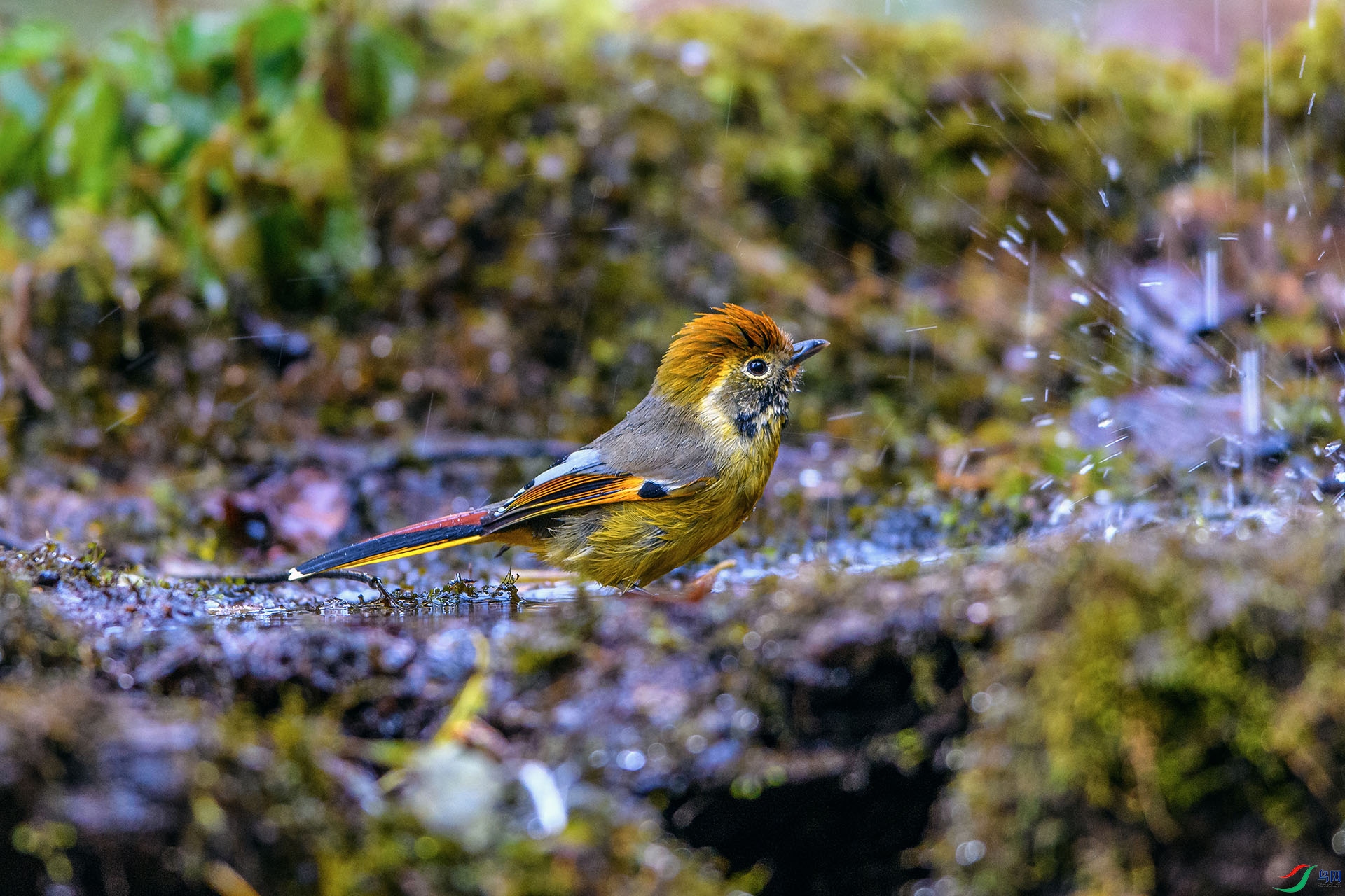 ��_AUU2314���ߺ�ϣ��(24.2.16)-1.jpg