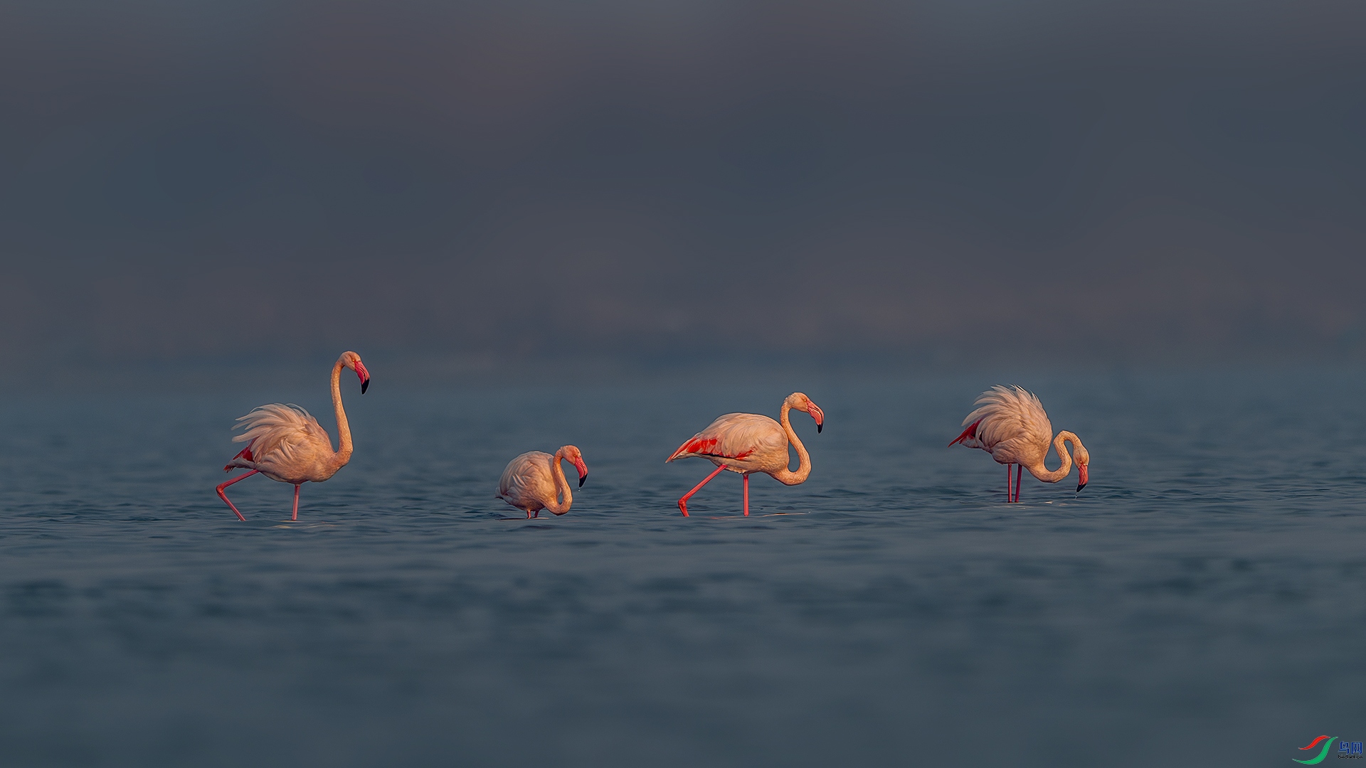 _DSC3746-����ǿ-NR С.jpg