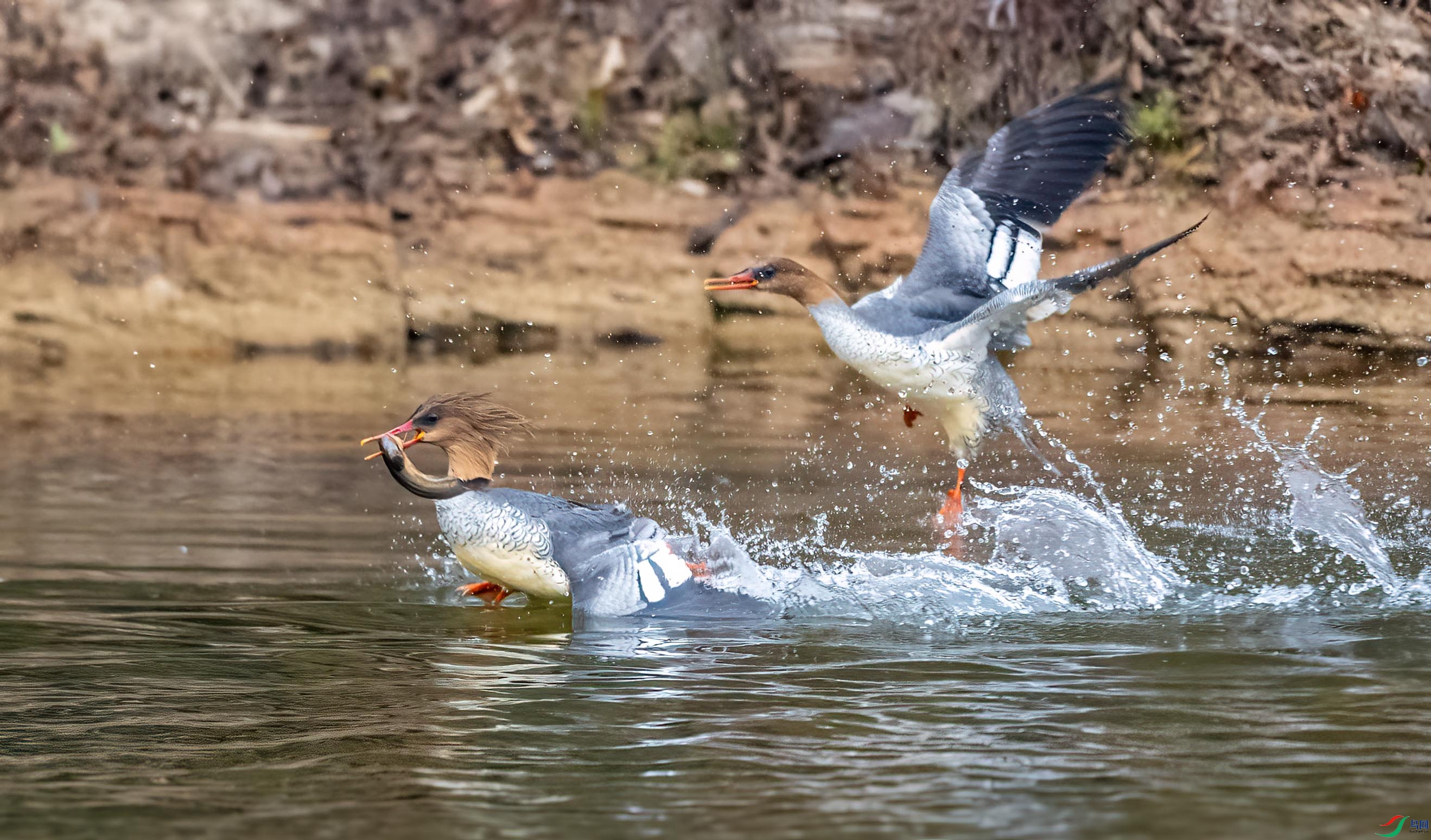 DSC_6670 ����.jpg