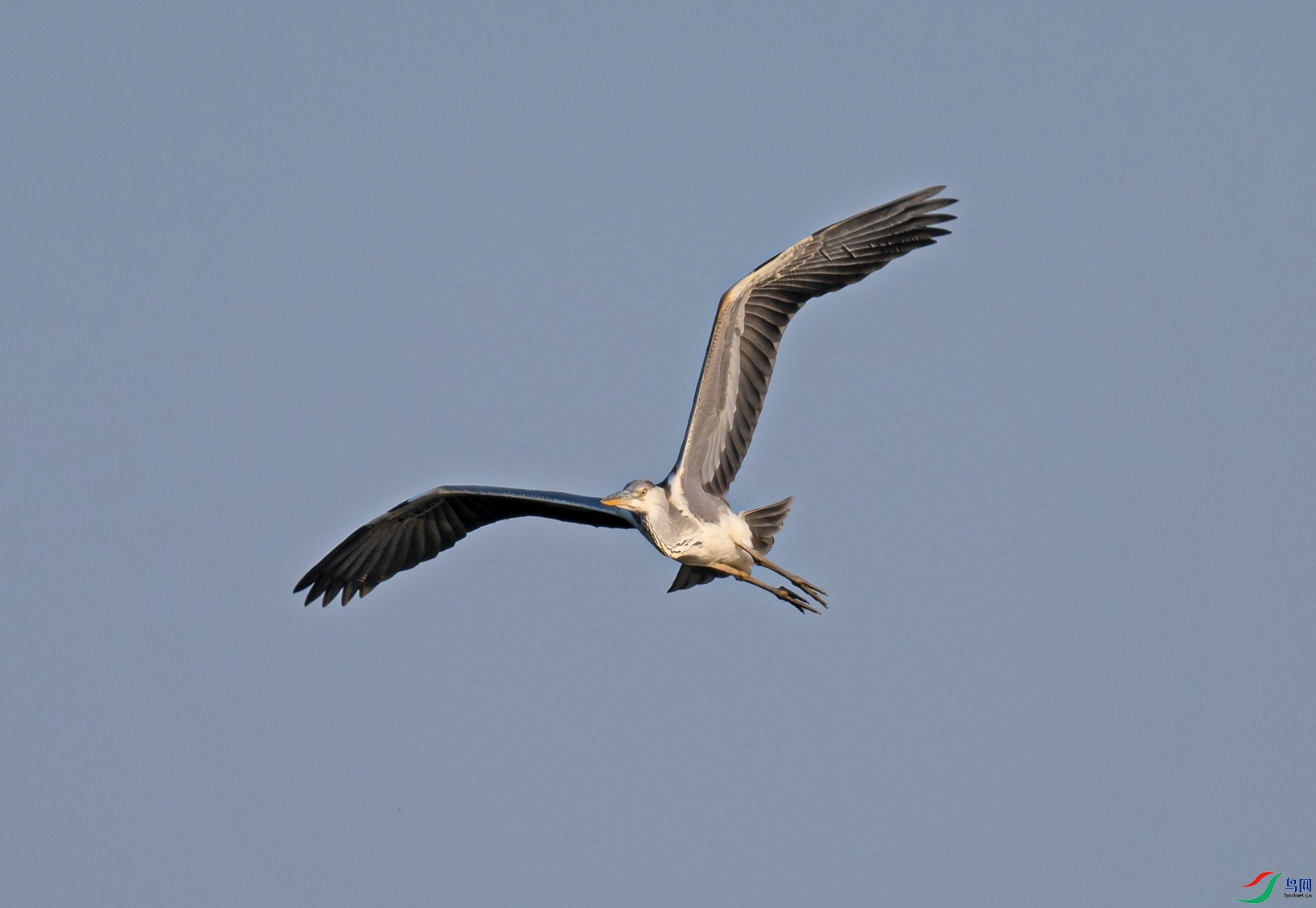_DSC2845f.jpg