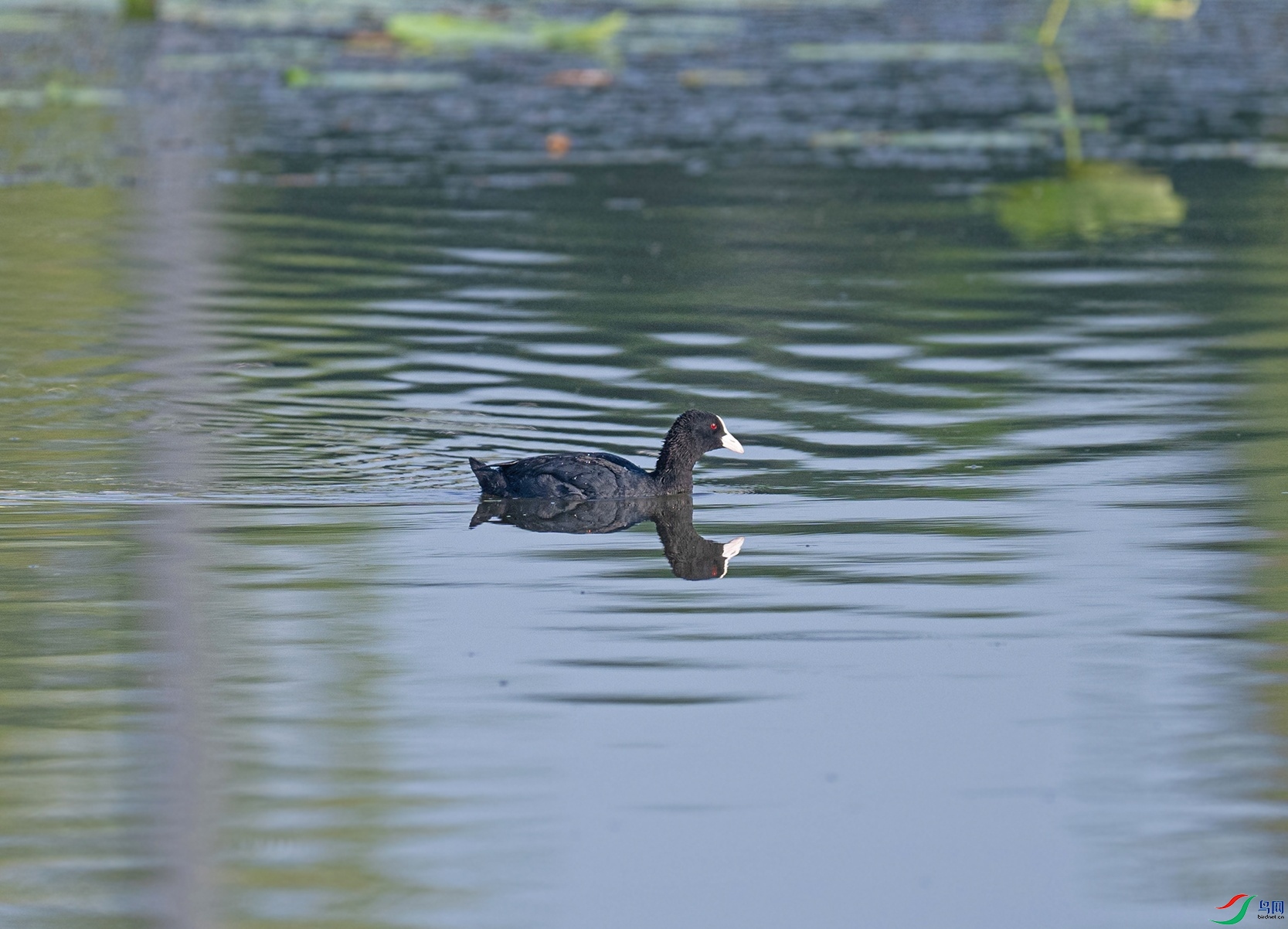 _DSC6109f.jpg
