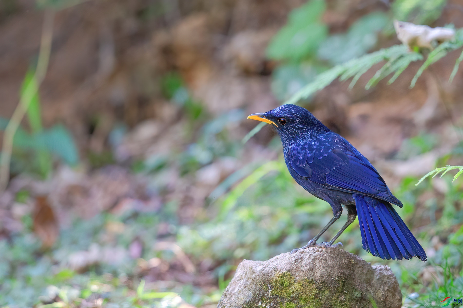 a_75141-1.jpg