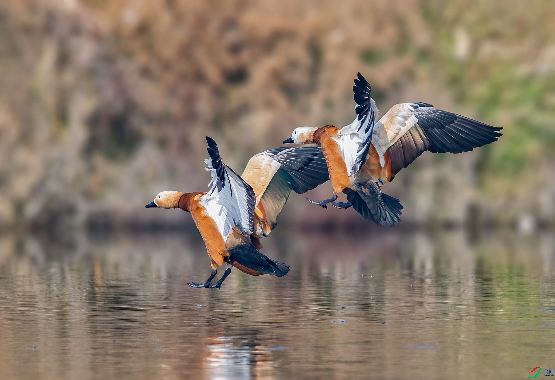 DSC_9508 ����_����.jpg