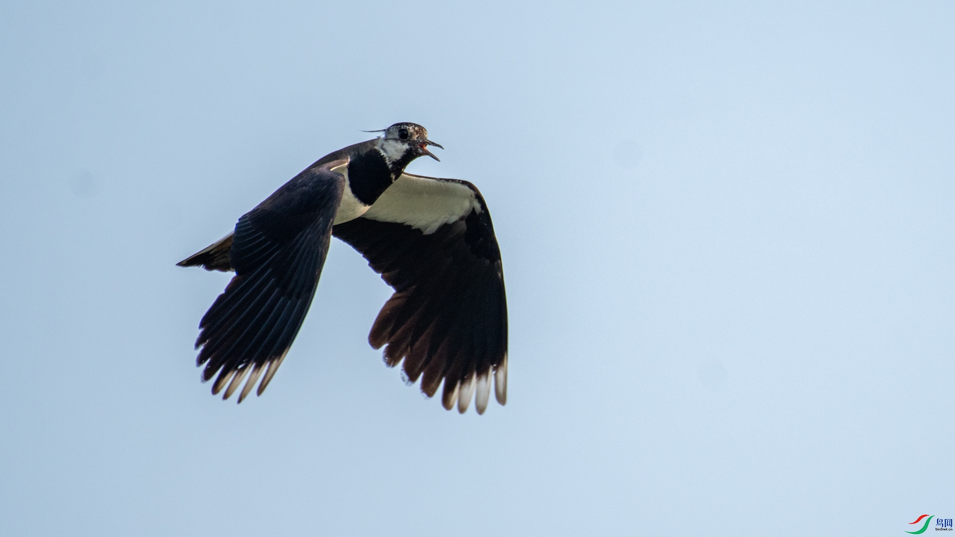 _DSC8107.jpg