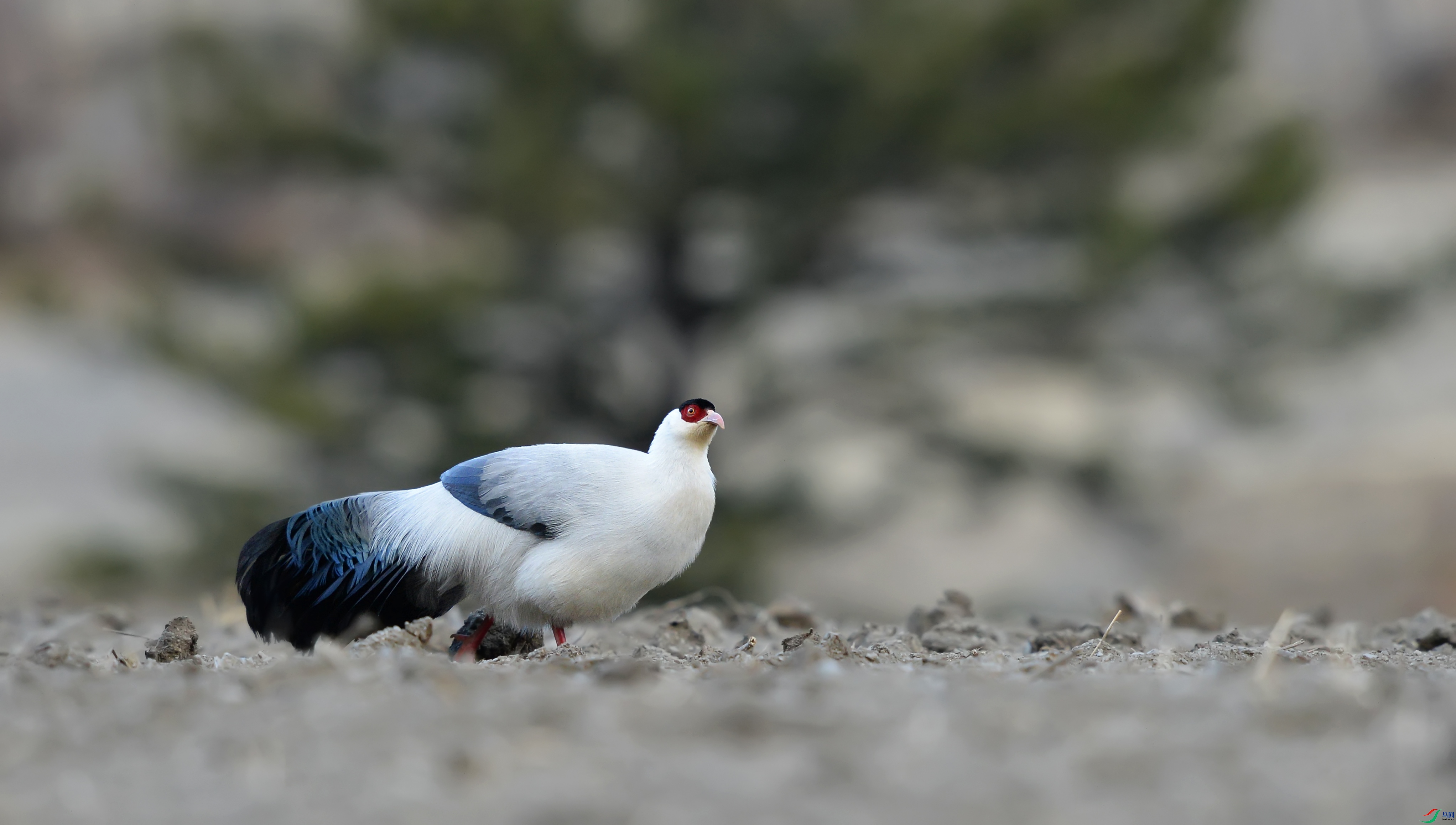 DSC_7129.jpg