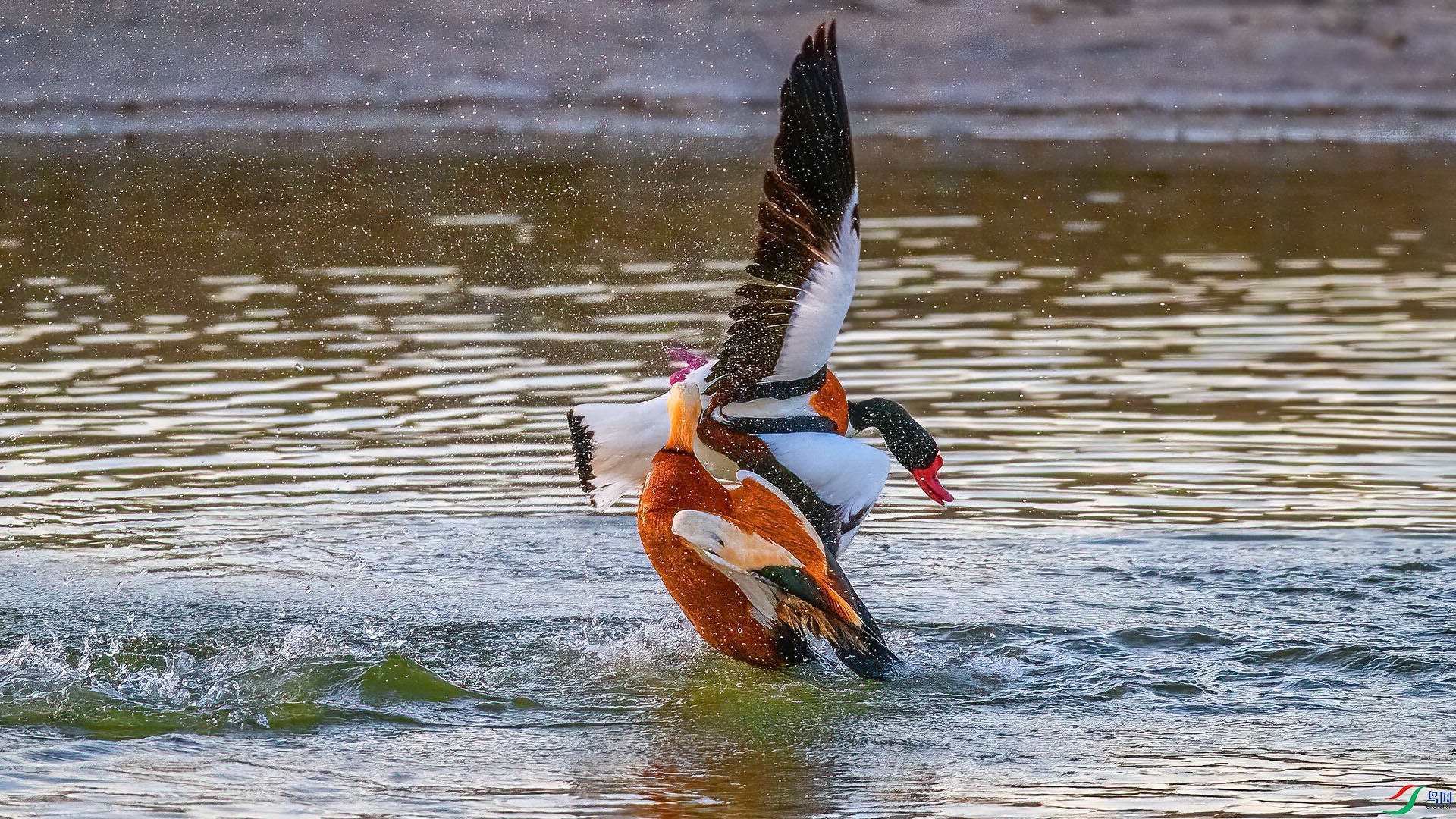 DSC_4999.jpg