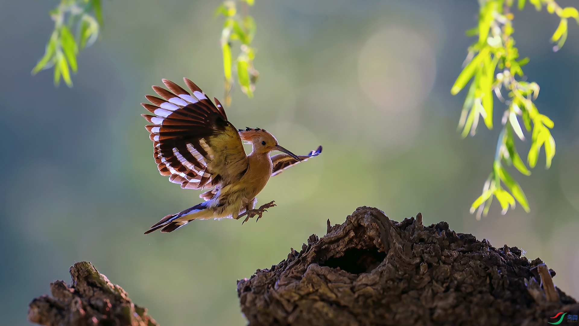 DSC_8526==1w.jpg