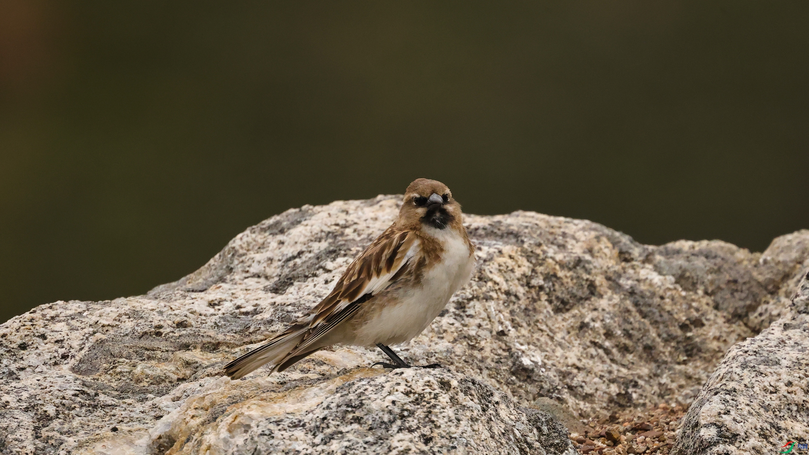 7X5A6215 ����5555.jpg