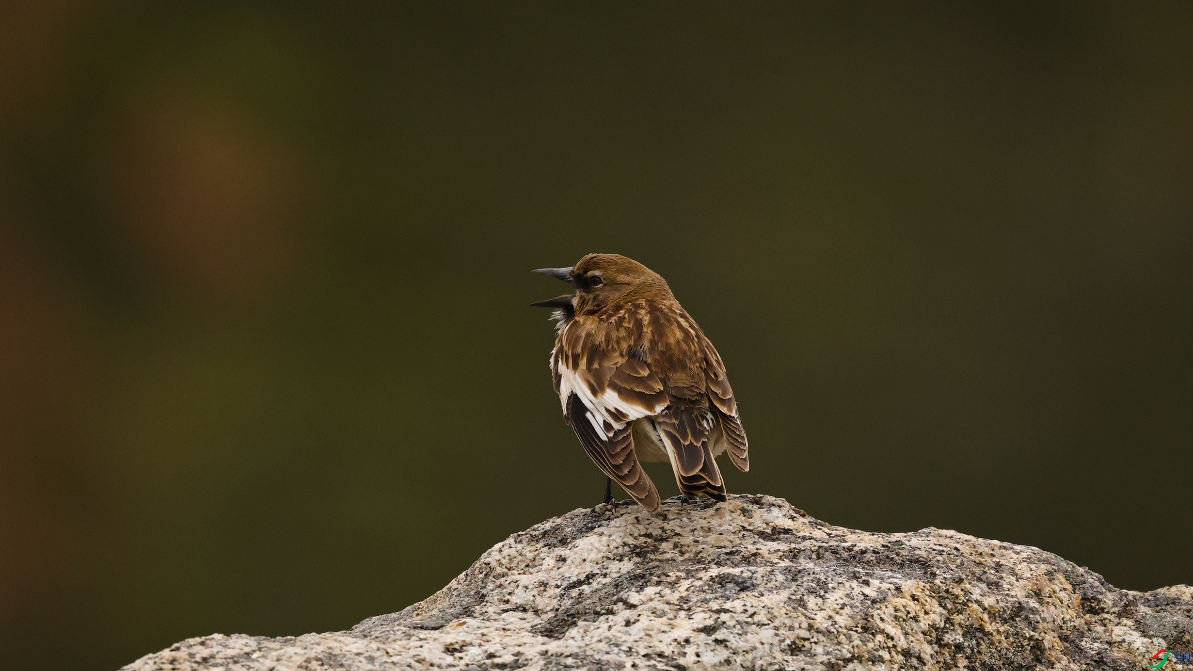 7X5A6277 ����55555.jpg