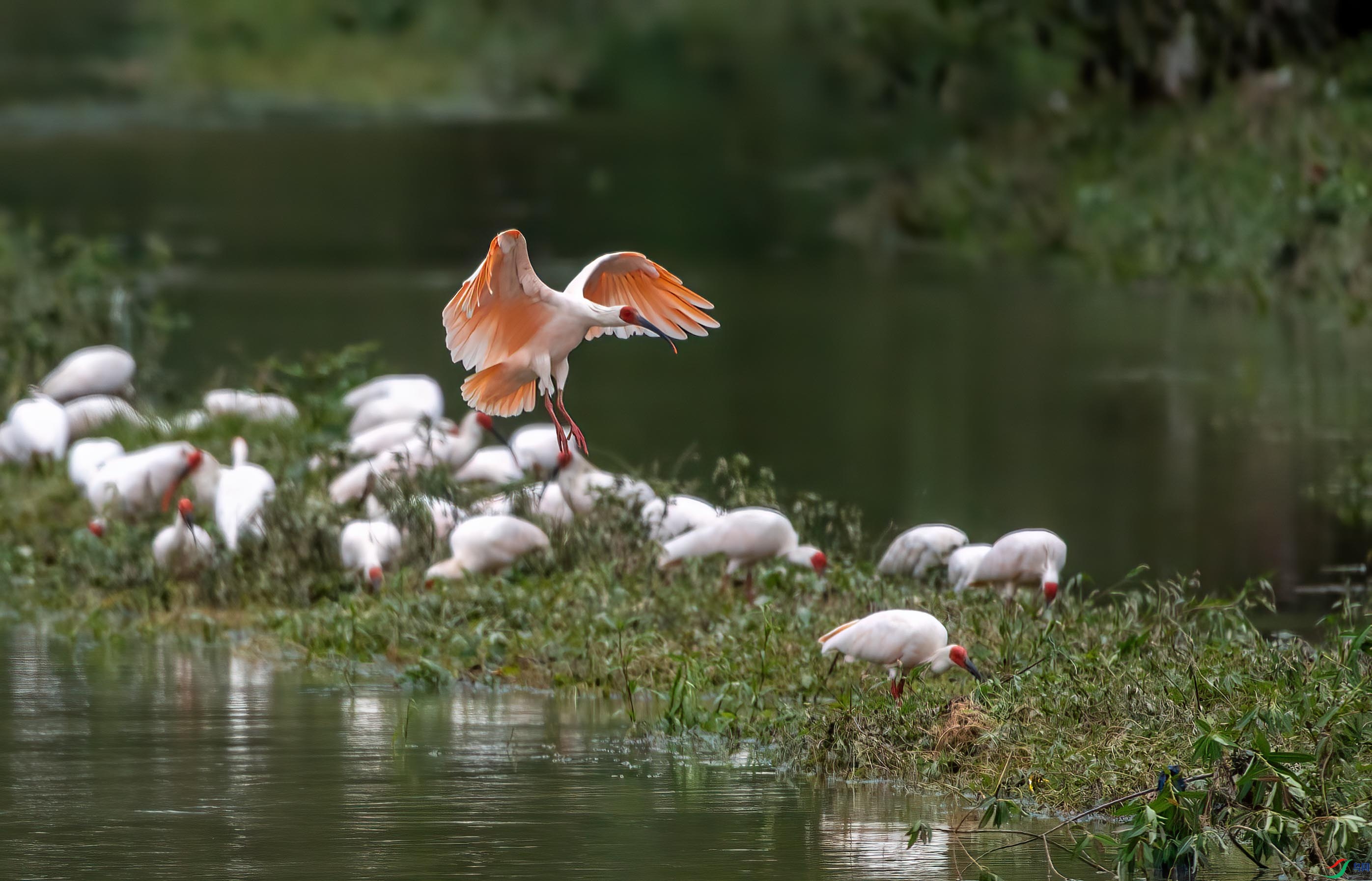 DSC_4694 ����.jpg