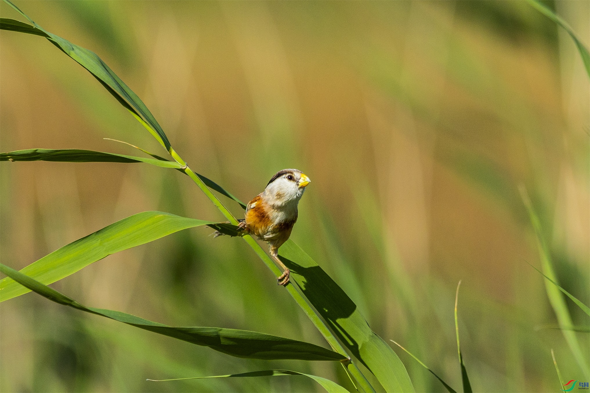 1K3A4642 ����1.jpg