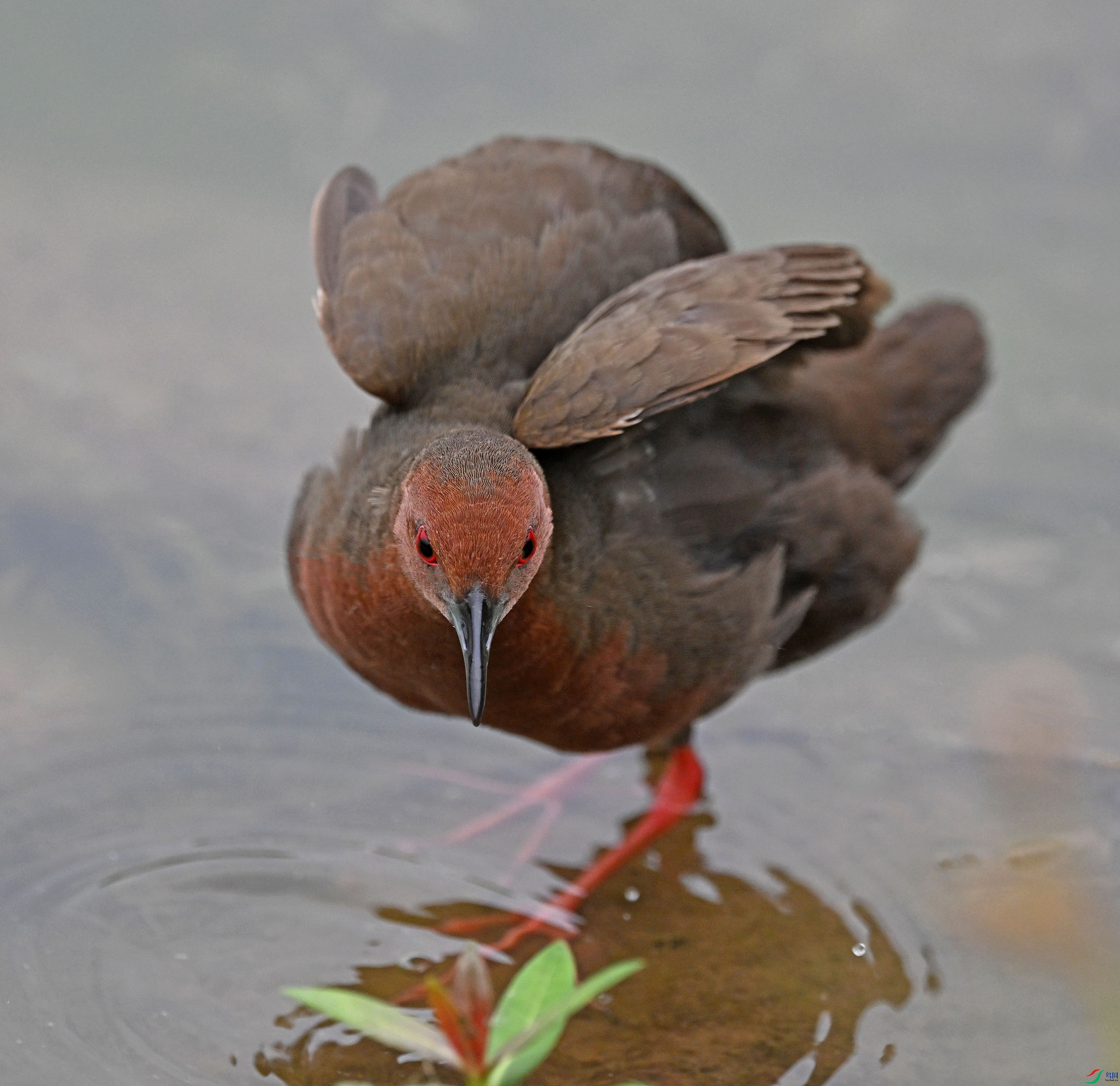 DSC_6939 - ����.JPG