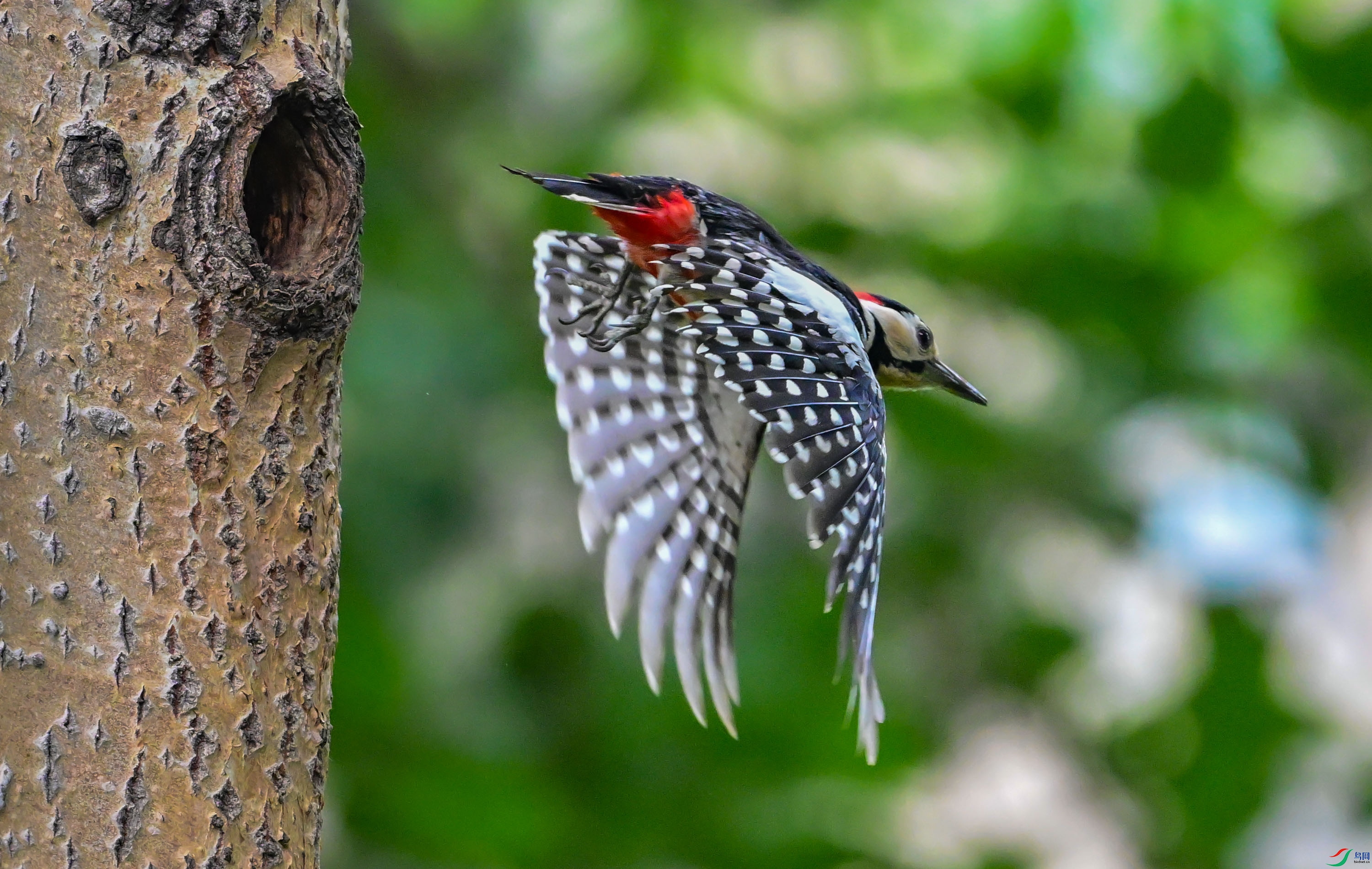 �����ľ��