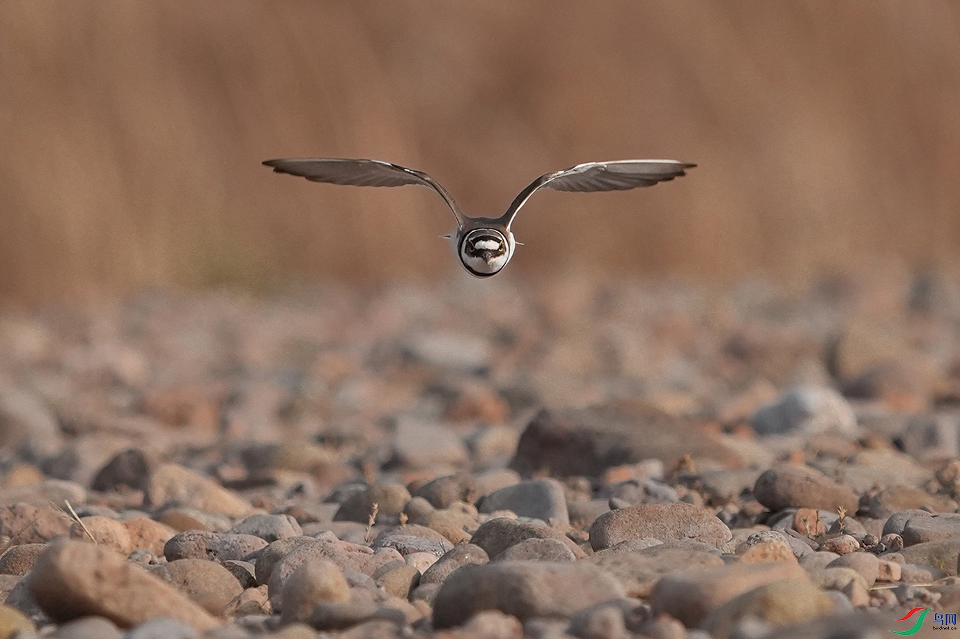 DSC02494 ����.jpg