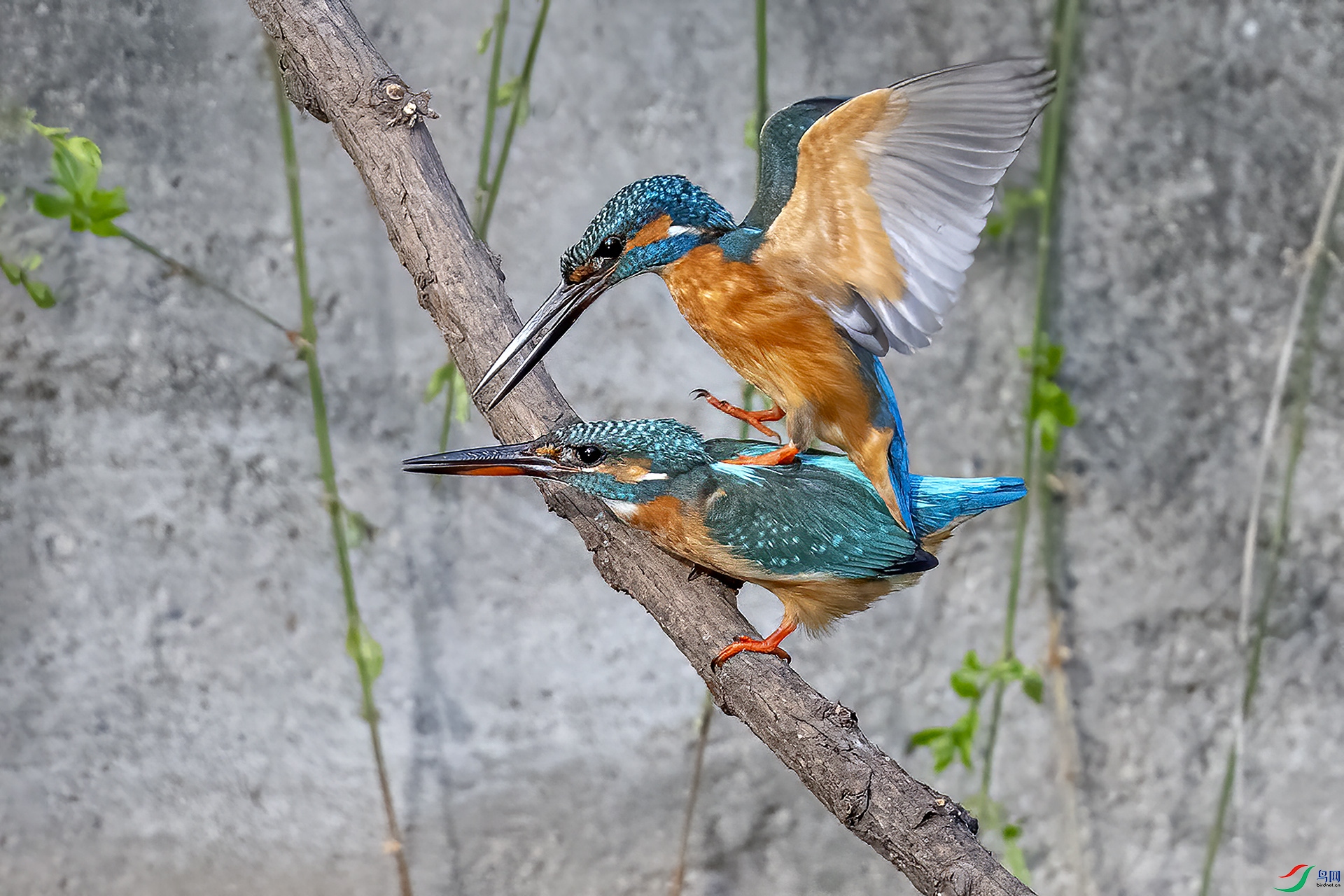 DSC_1004-.jpg