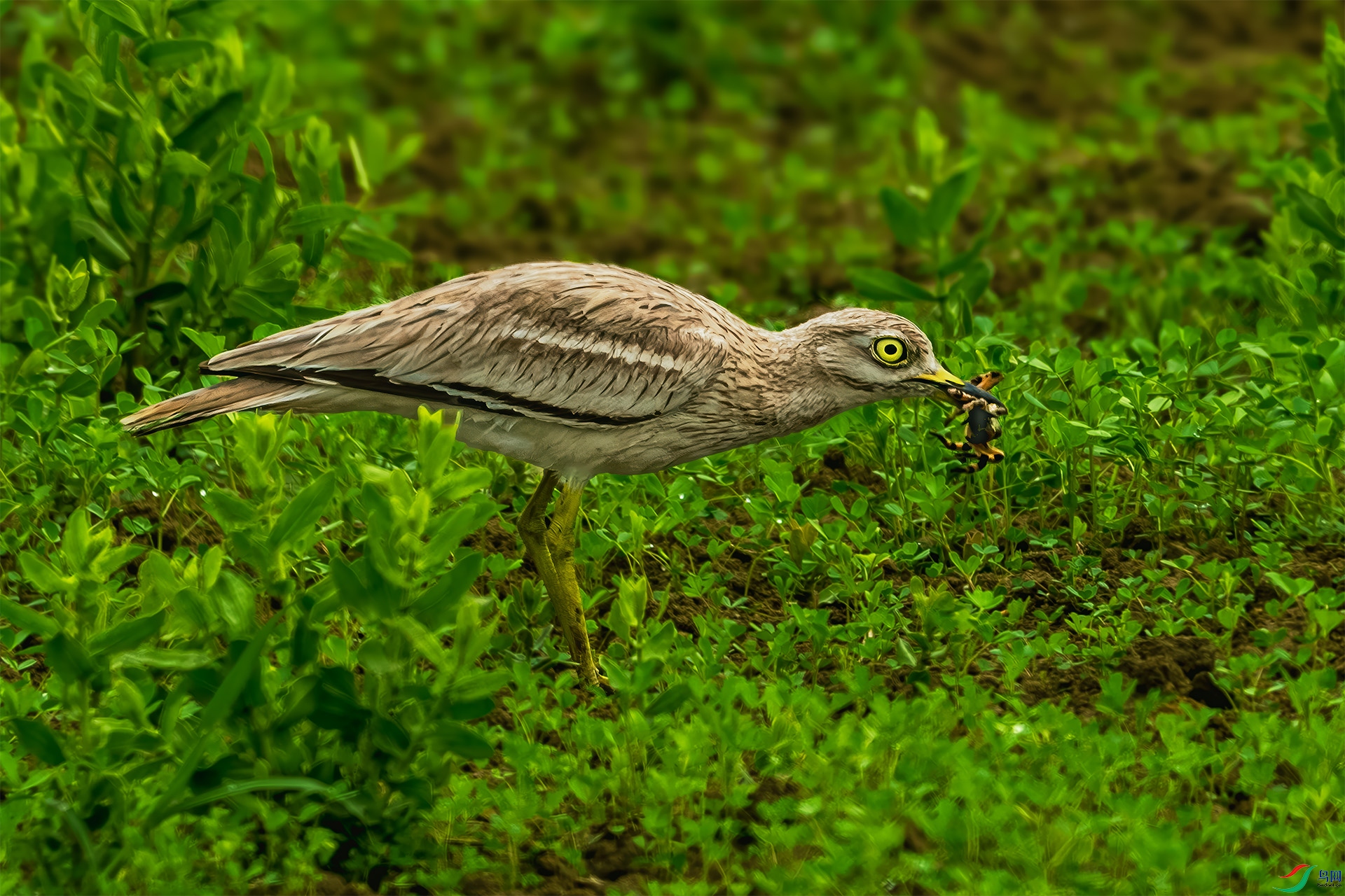 ŷʯ�a����ζ���