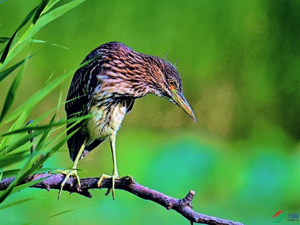 ���ϵȡ�������