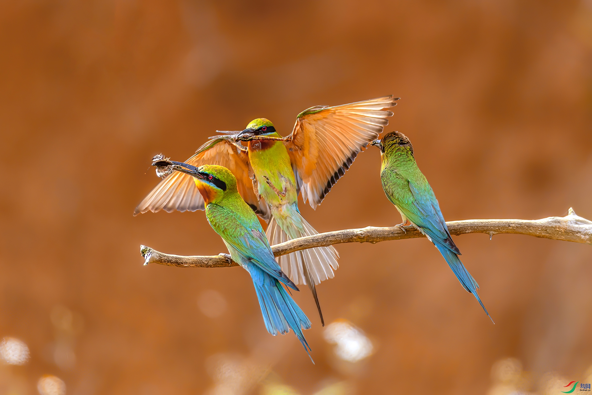 407A6957 ����-Sh---1 .jpg