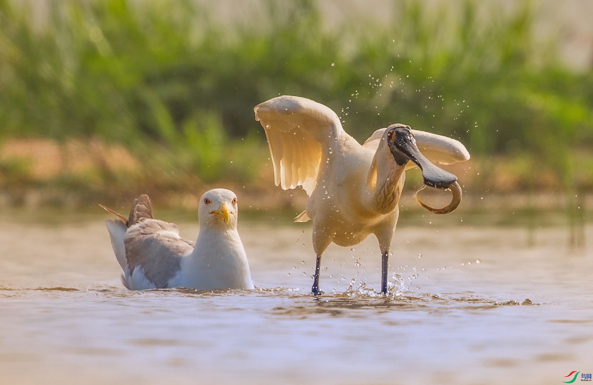 _16A9961����  ���С��������� 02.jpg