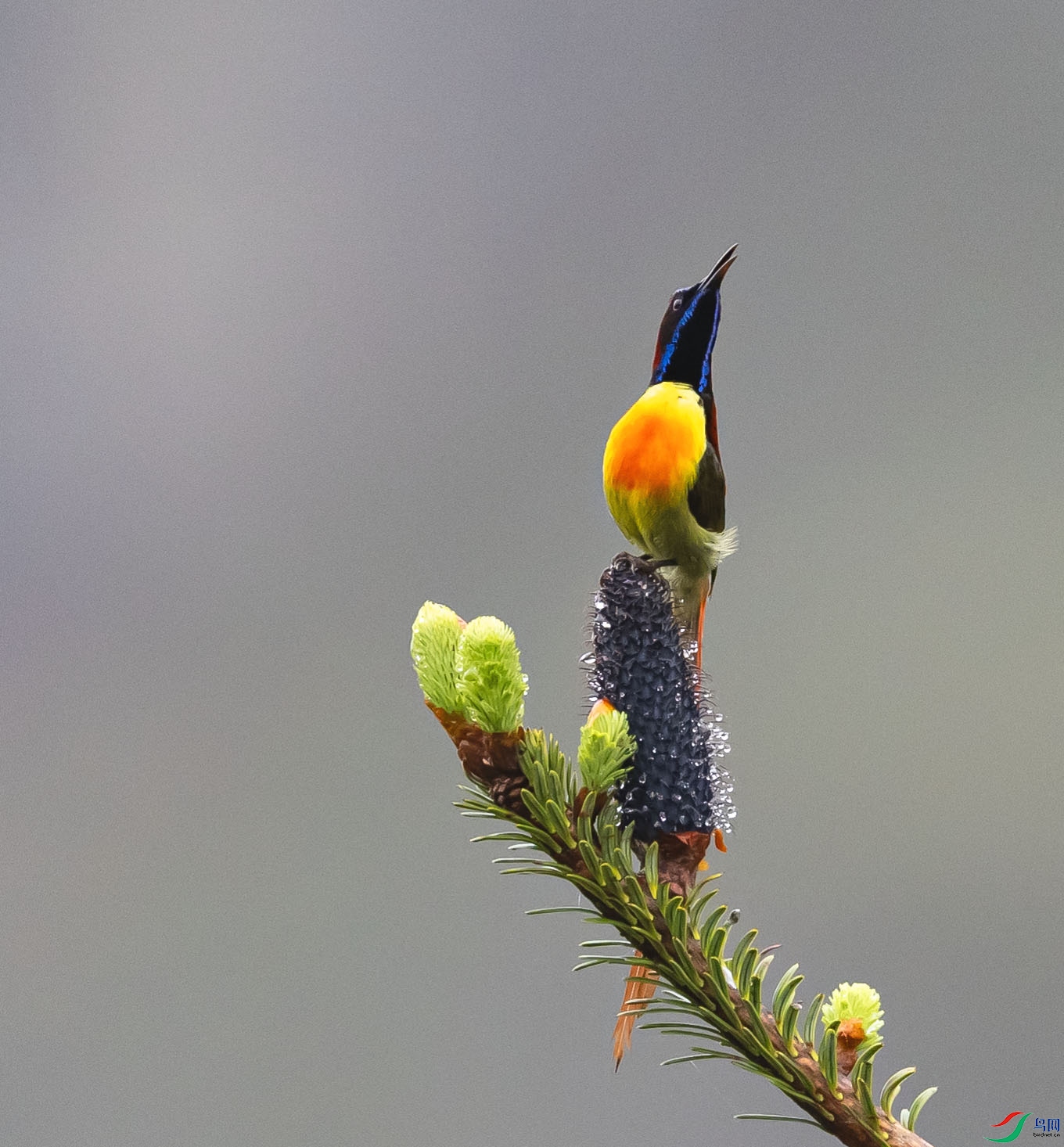 ��β̫����