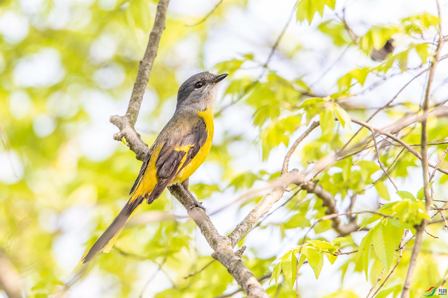�Һ�ɽ����