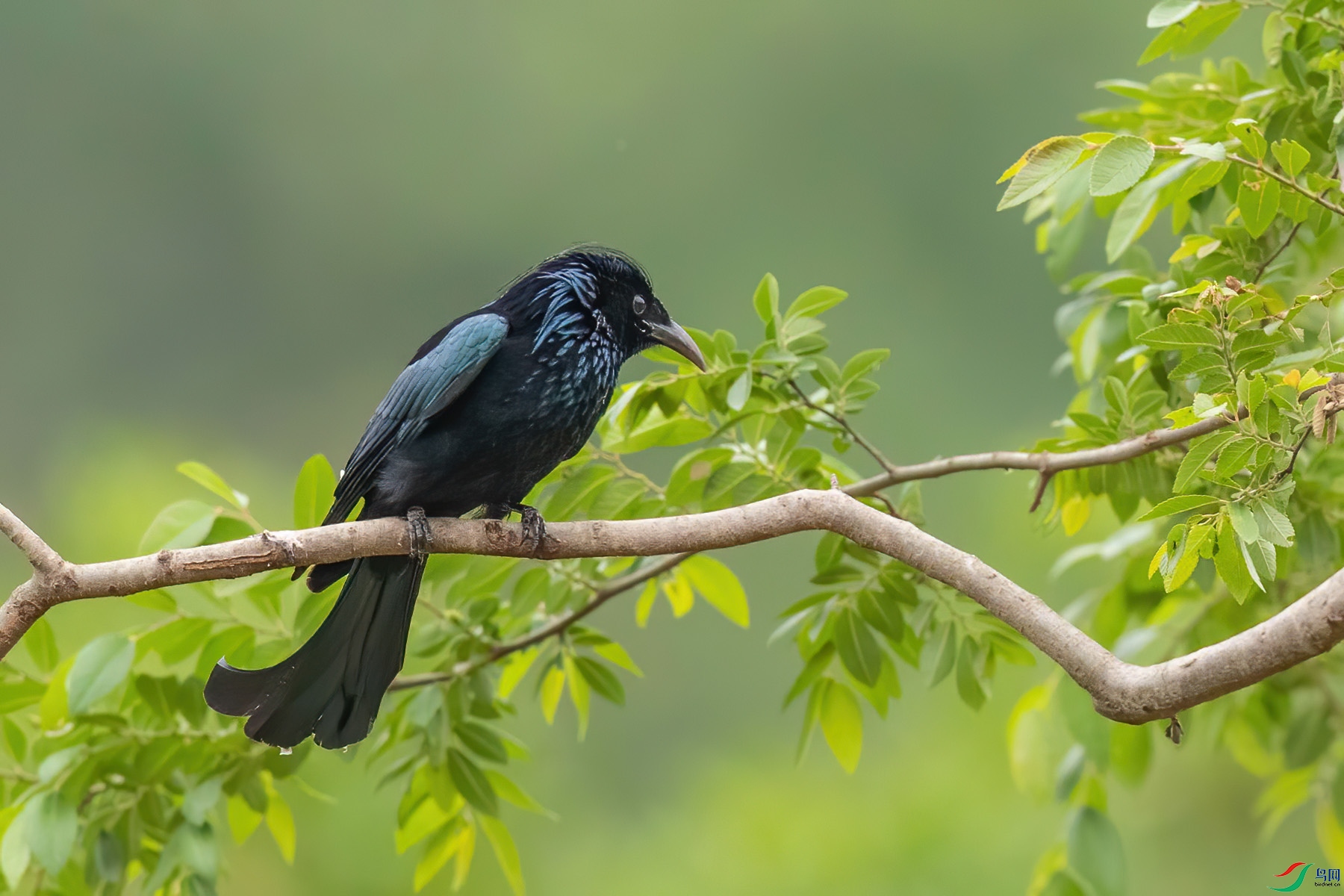 ������β