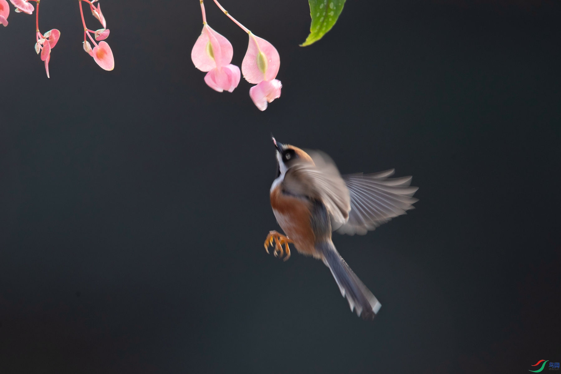 ��ͷ��βɽȸ