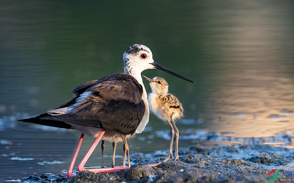 �峿 ����µĺڳ᳤����.jpg