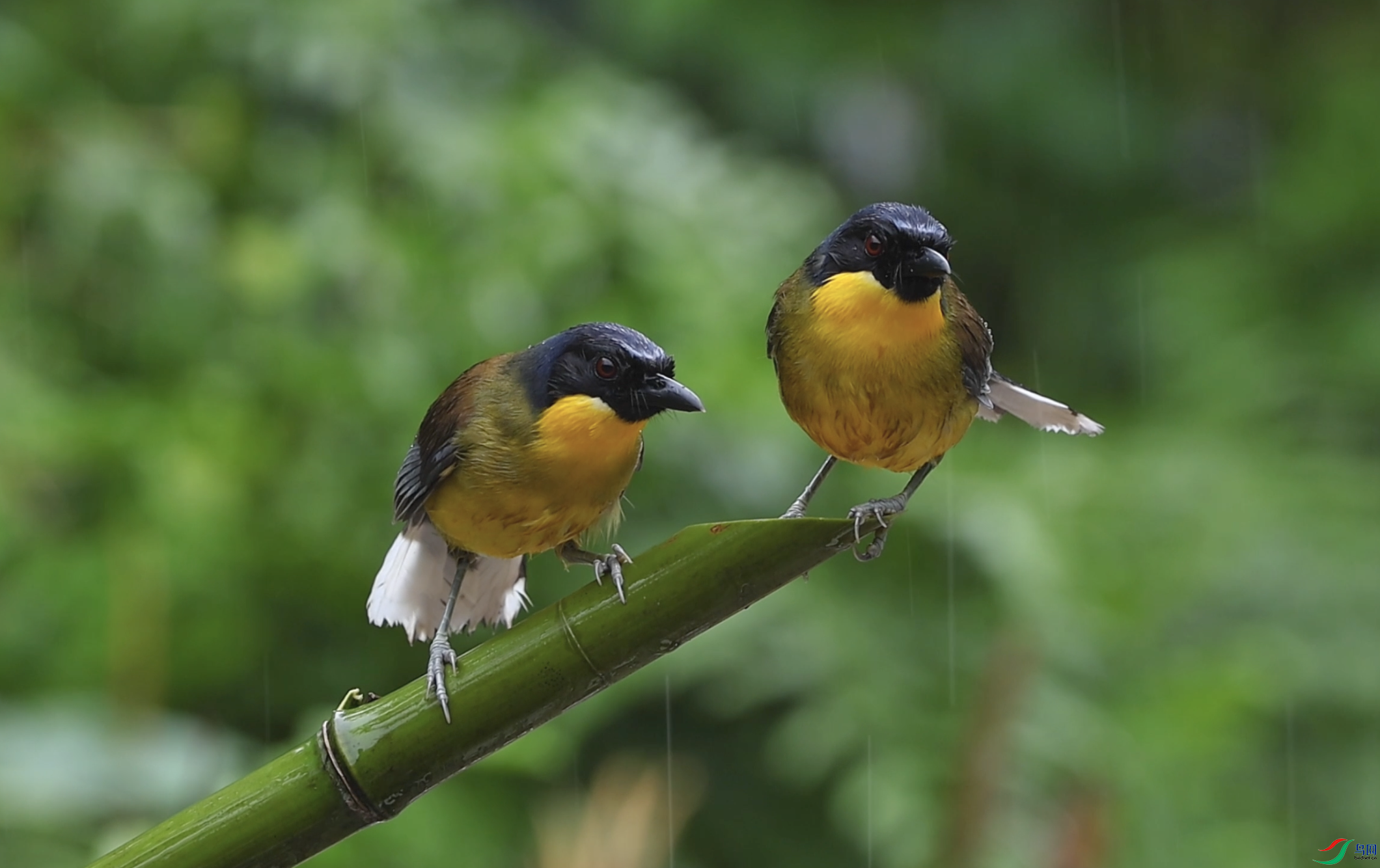 ����2024-06-21 21.32.30.png