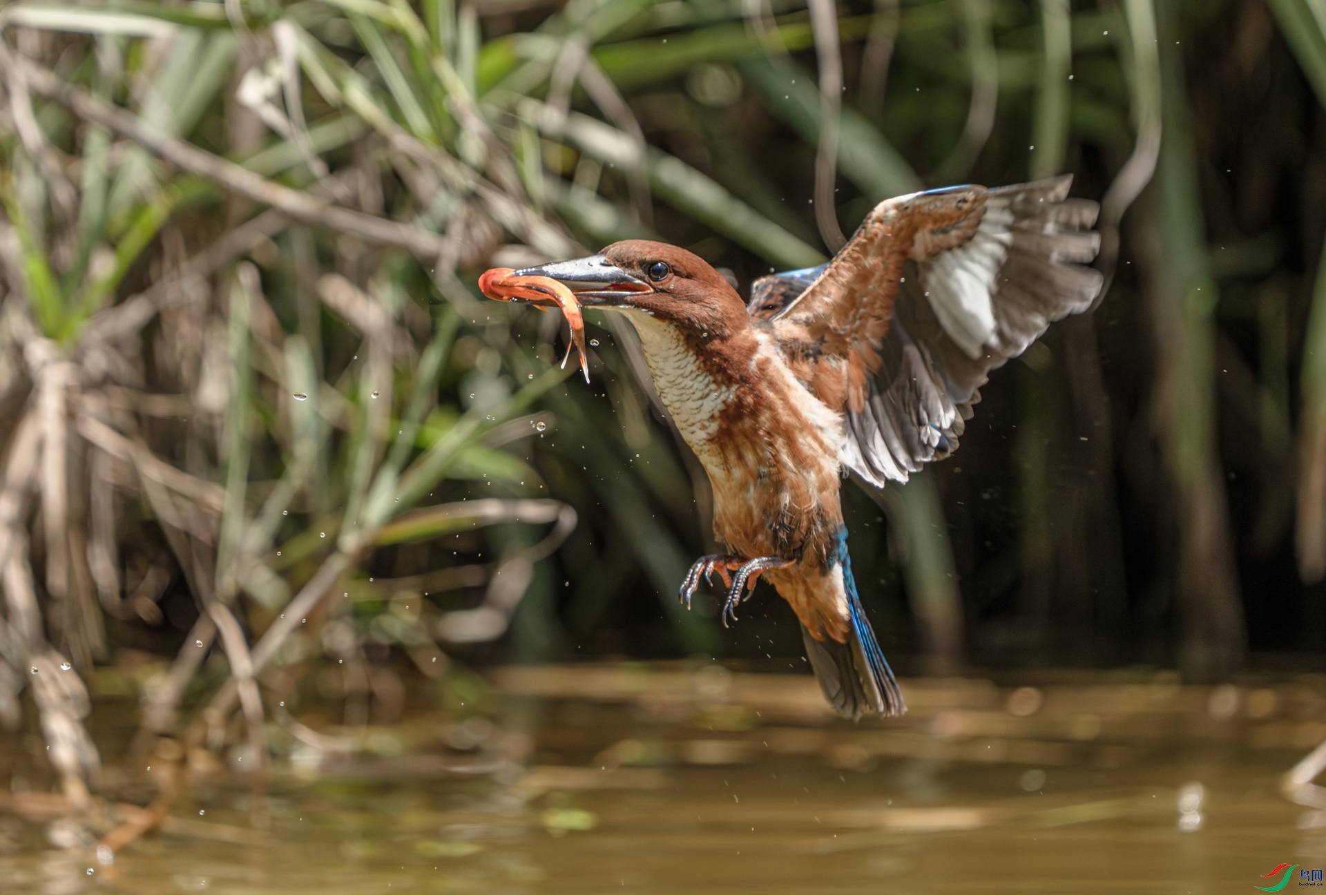 �ն����İ������