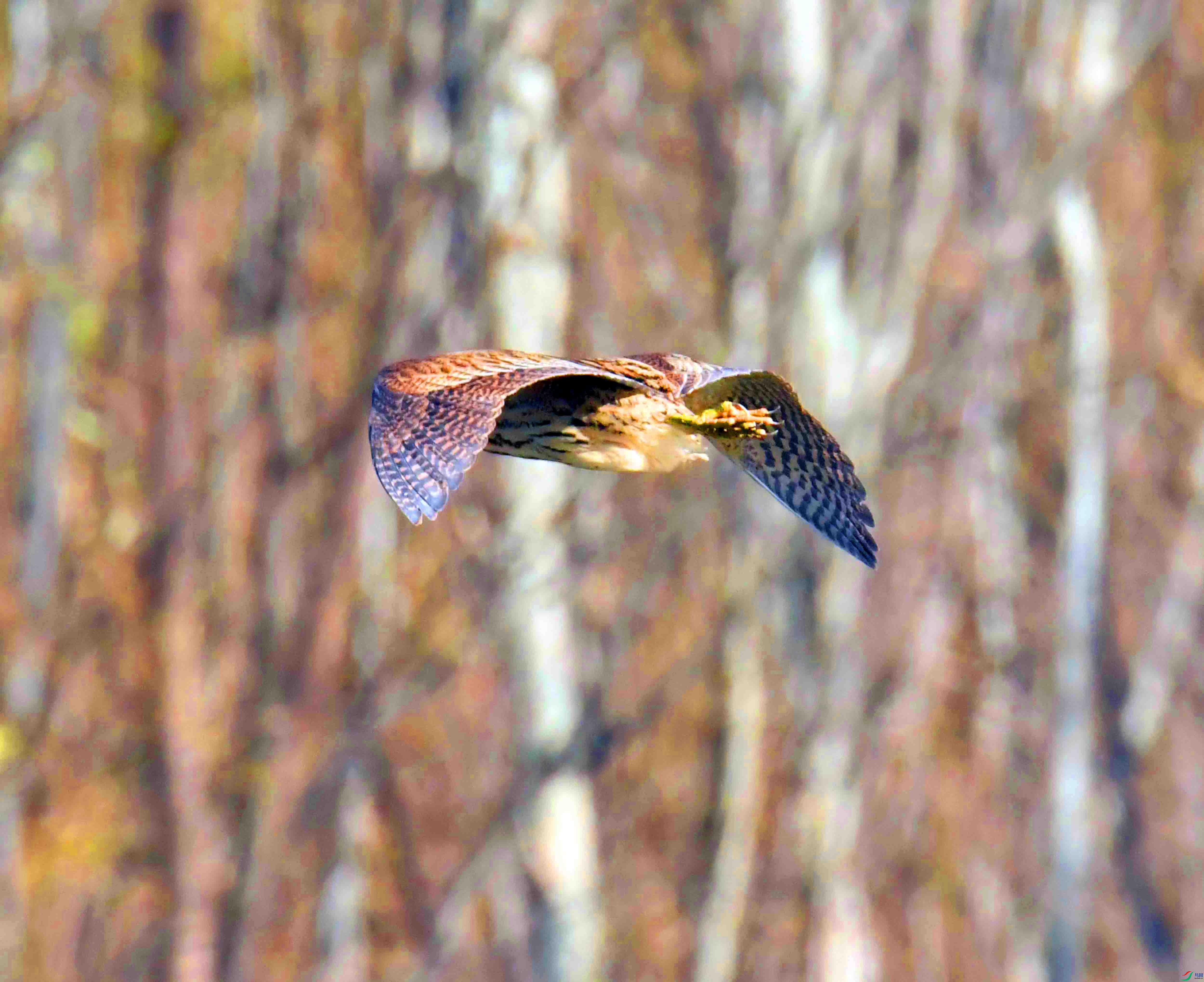 DSC_3662.JPG