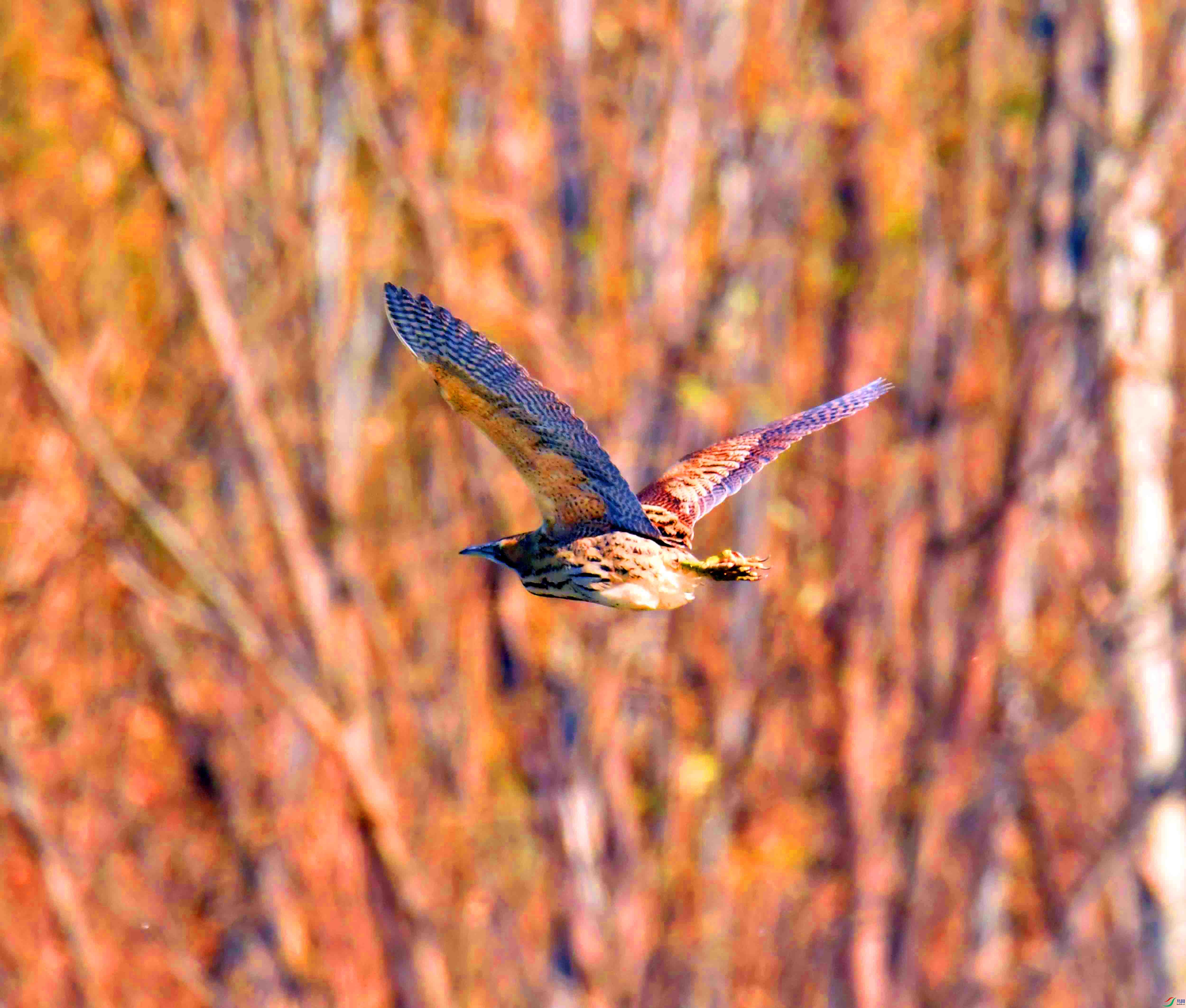 DSC_3663.JPG