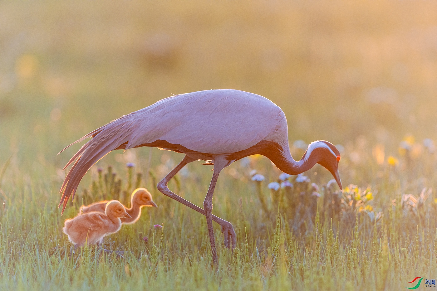 �����----Я��ĺ��