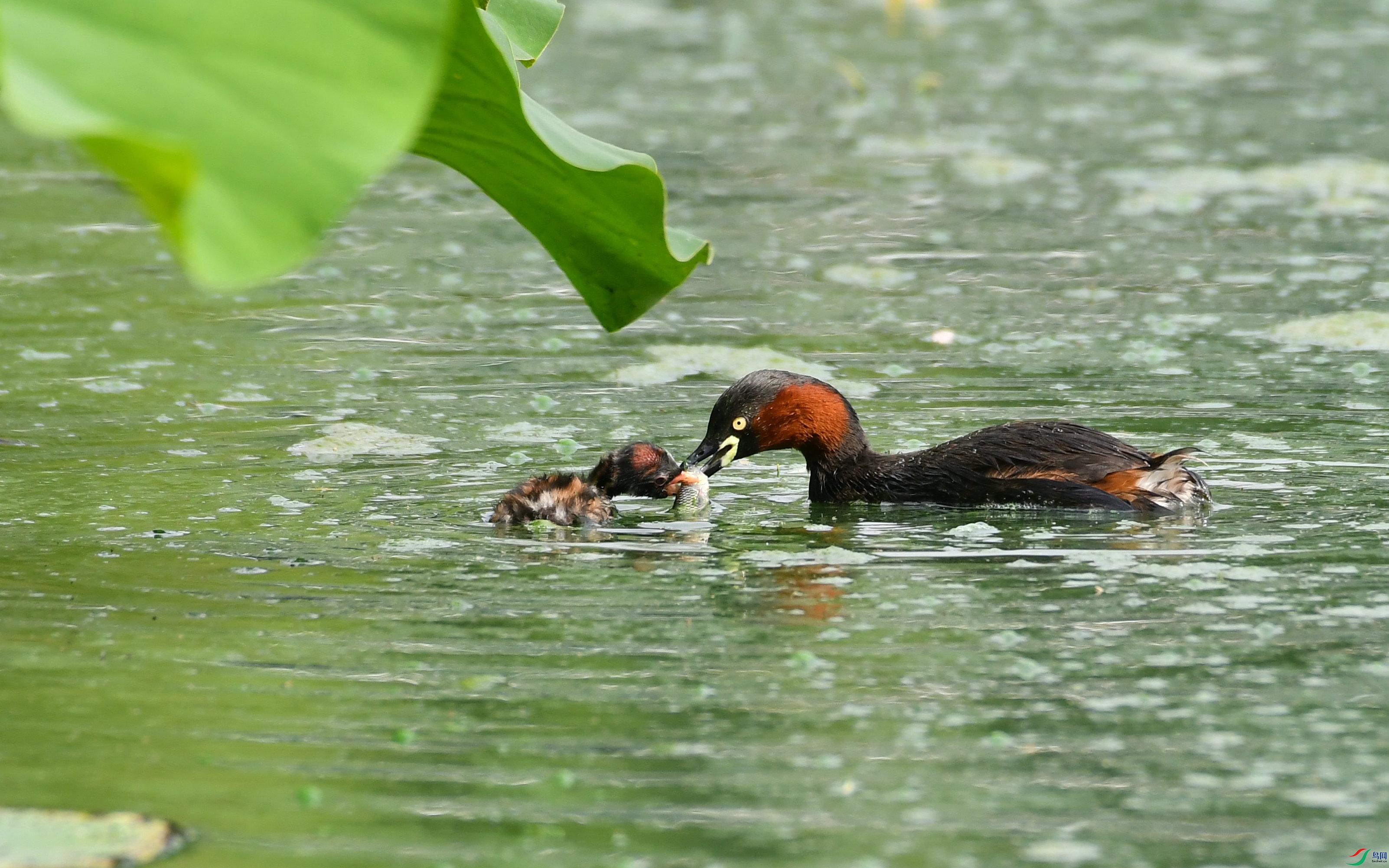 DSC_2955.JPG