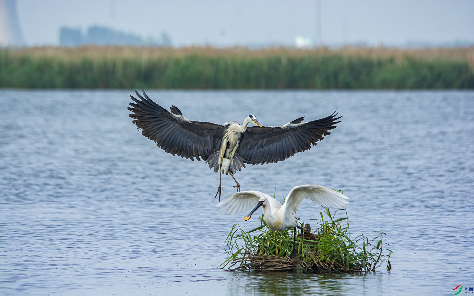 np2018.07.09DSC_8091.jpg