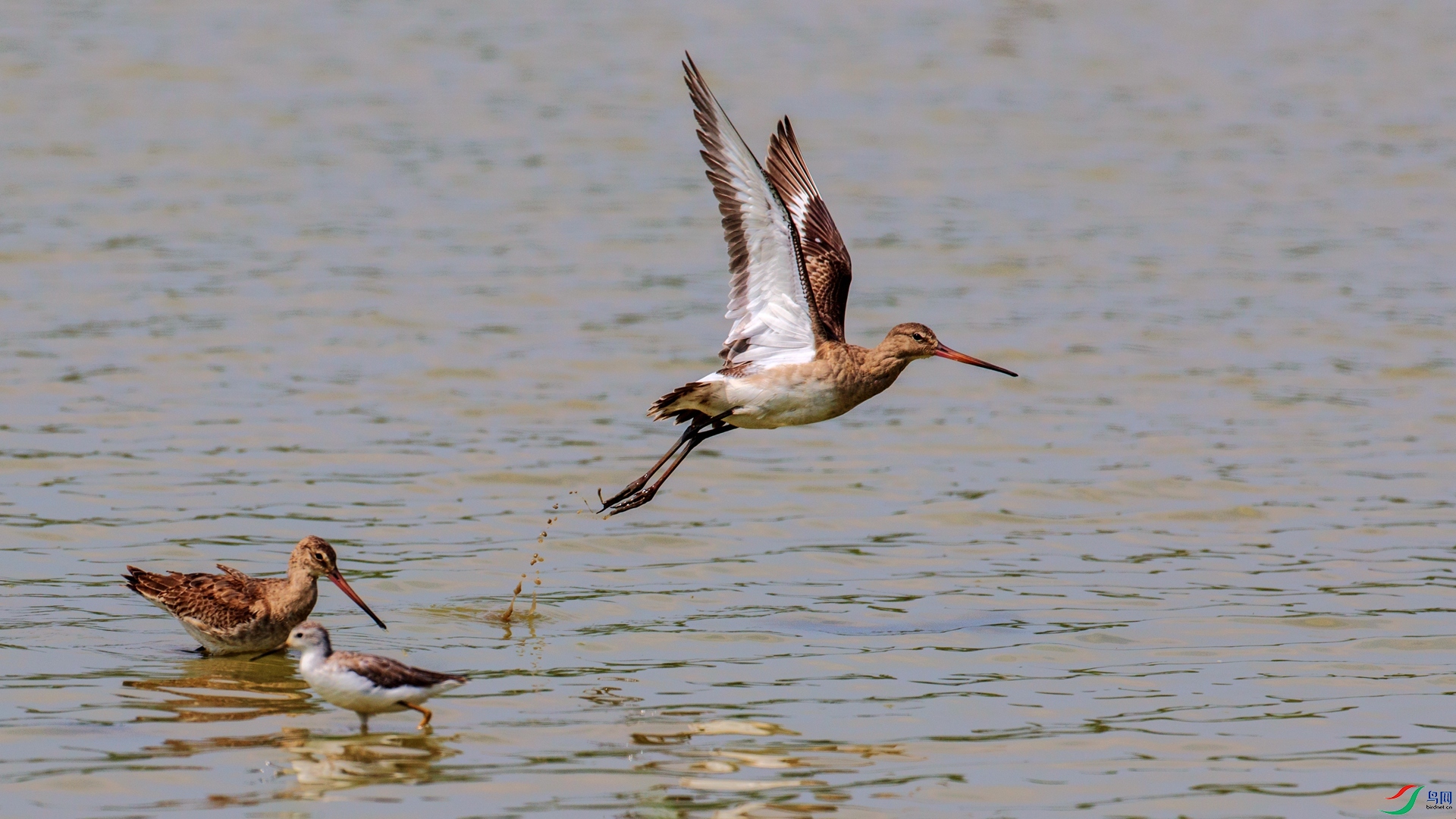 _55I1964c.jpg