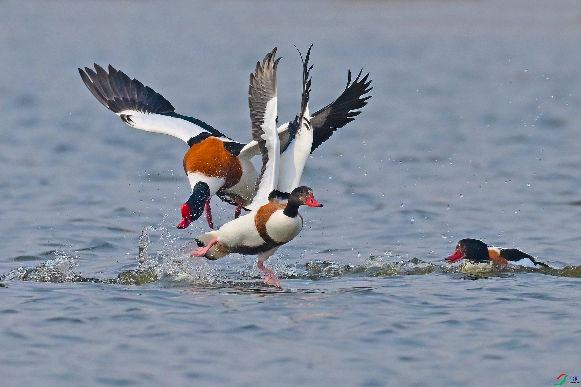 DSC_2443-B.jpg