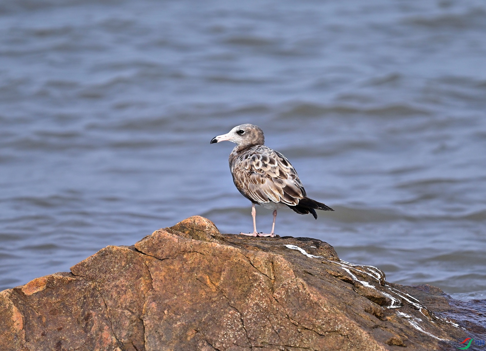 _DSC6393f.jpg