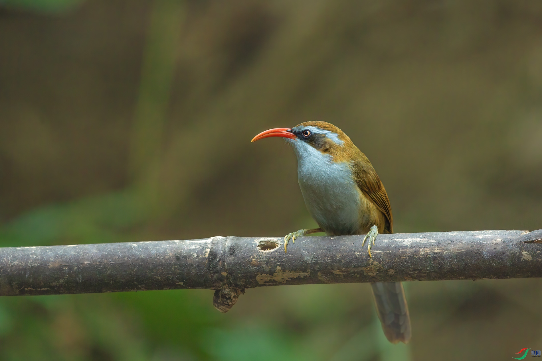 a_71590-1.jpg