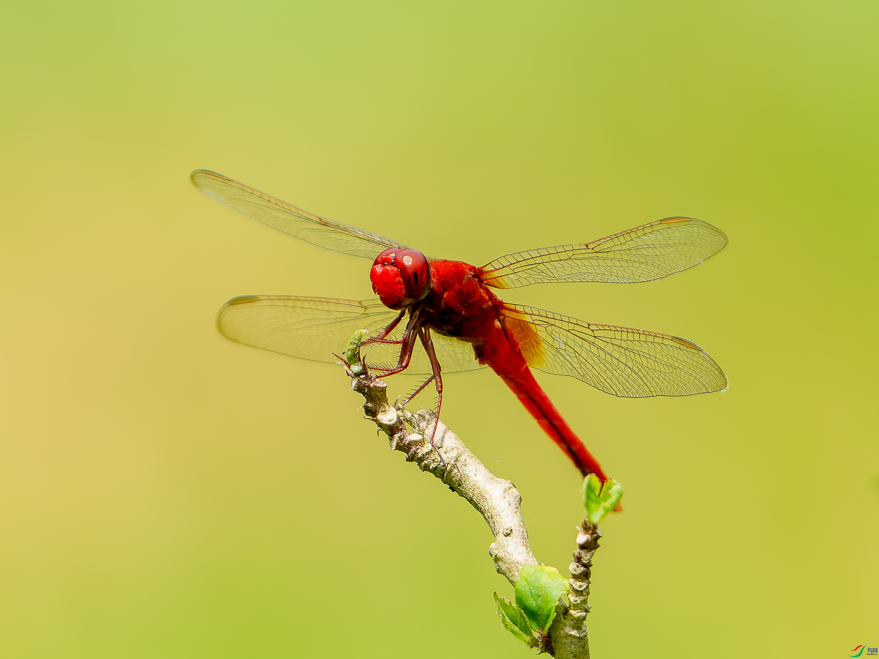 DSC07933-1.jpg
