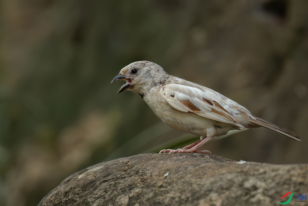 DSC_7287-����ǿ-NR.jpg