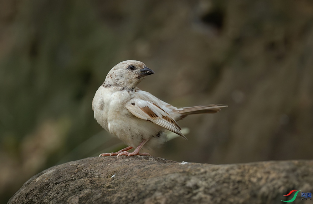 DSC_7298-����ǿ-NR-2.jpg