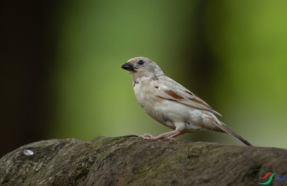 DSC_7475-����ǿ-NR.jpg