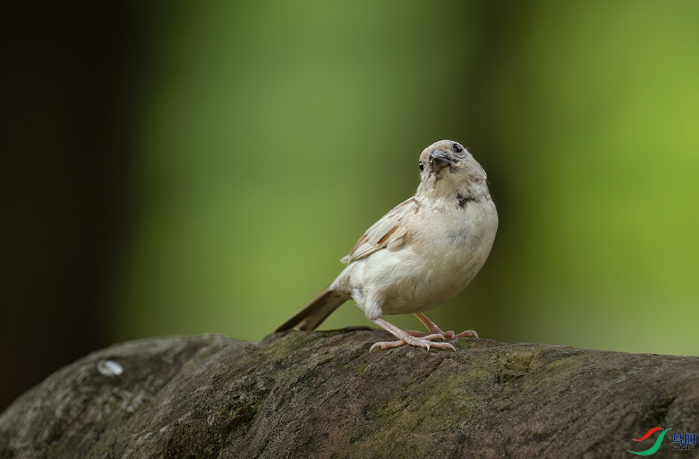 DSC_7533-����ǿ-NR.jpg