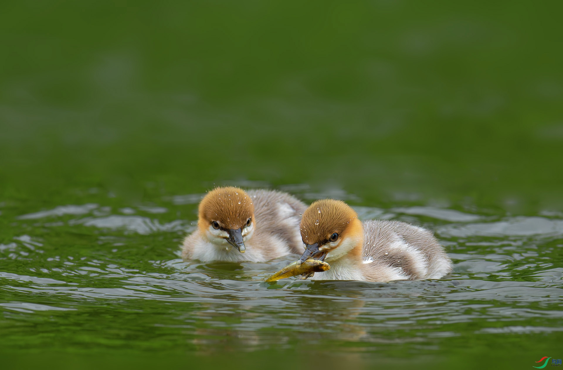 DSC_1161-1.jpg