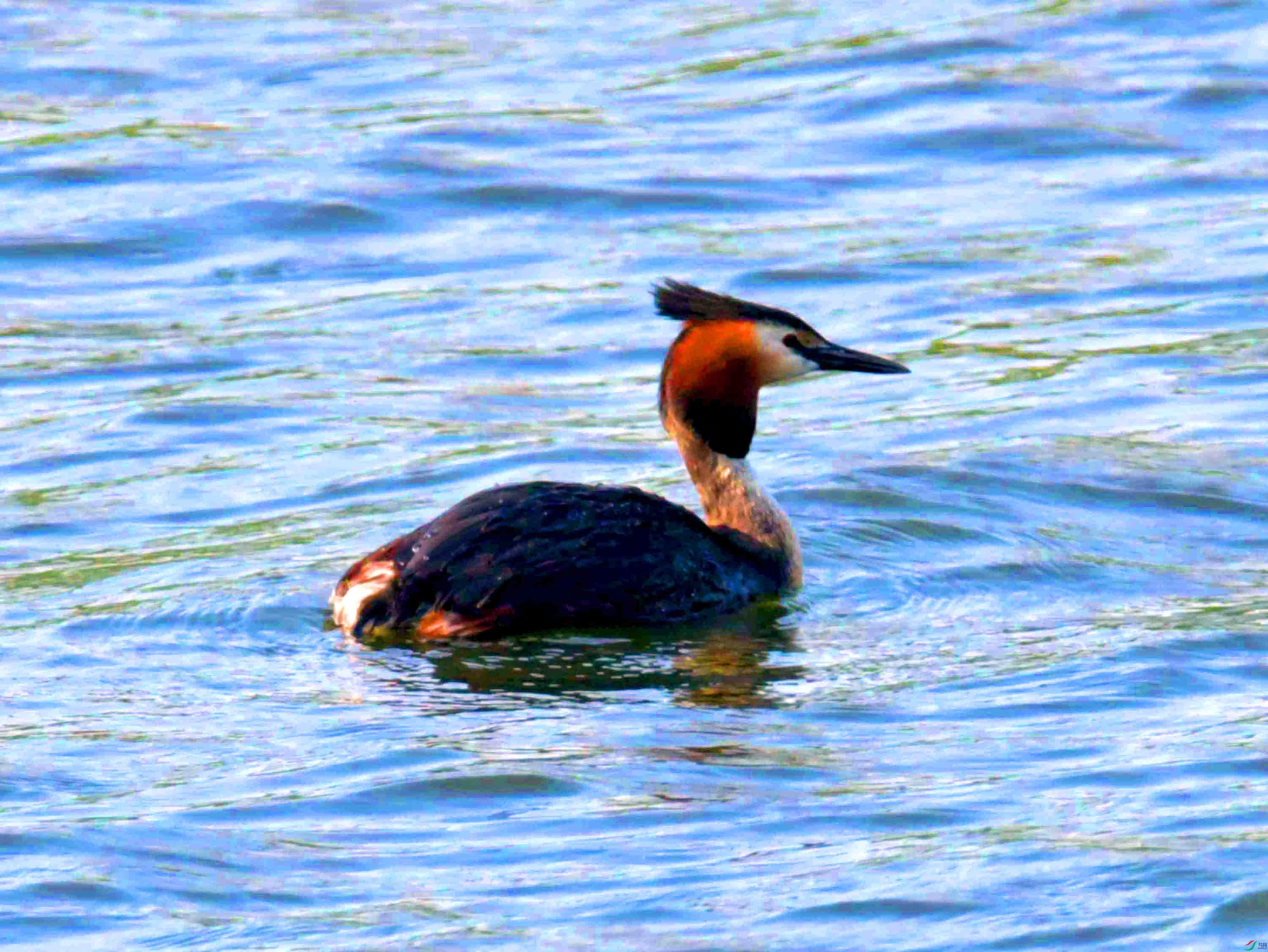 DSC_4543.JPG